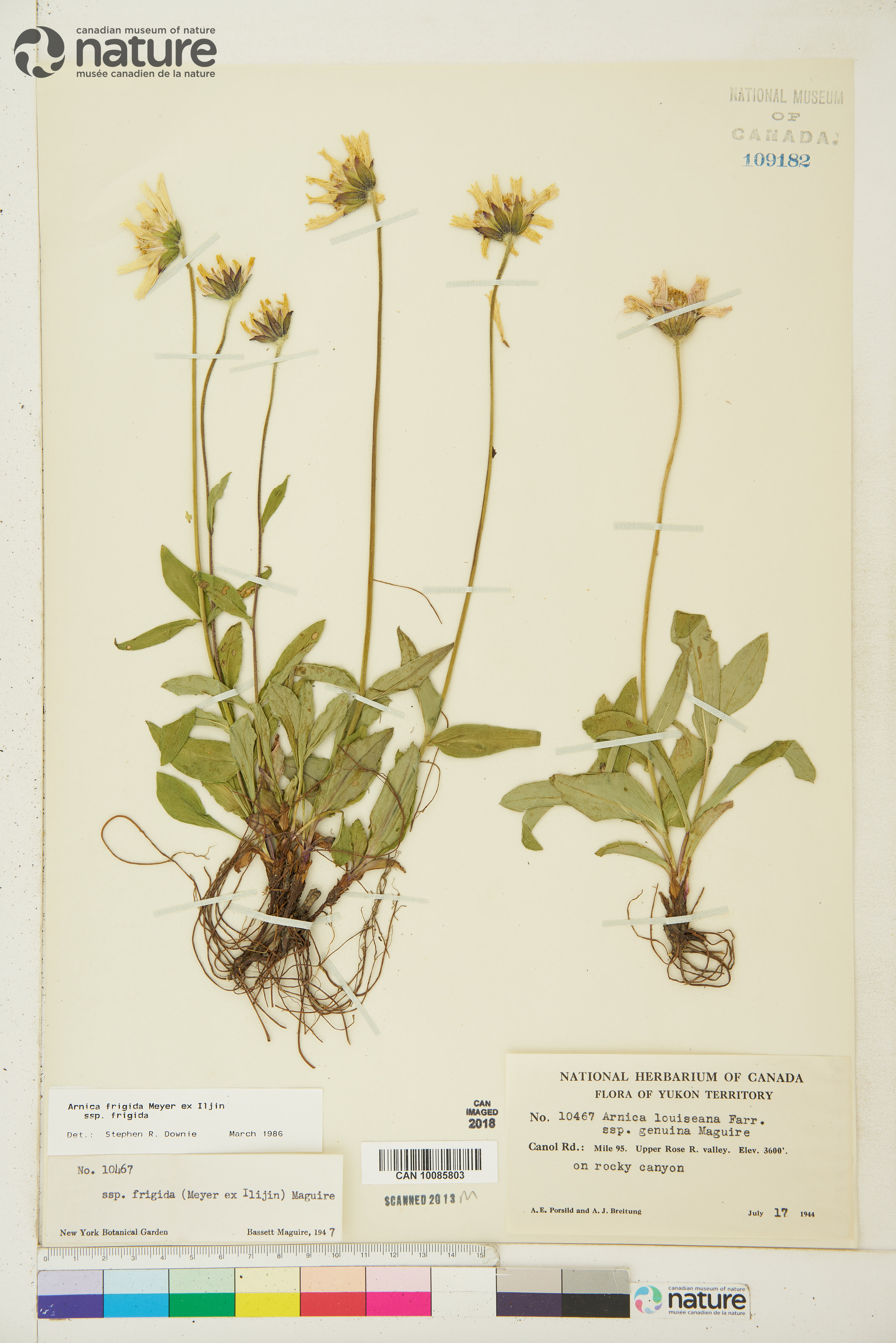 Arnica griscomii image