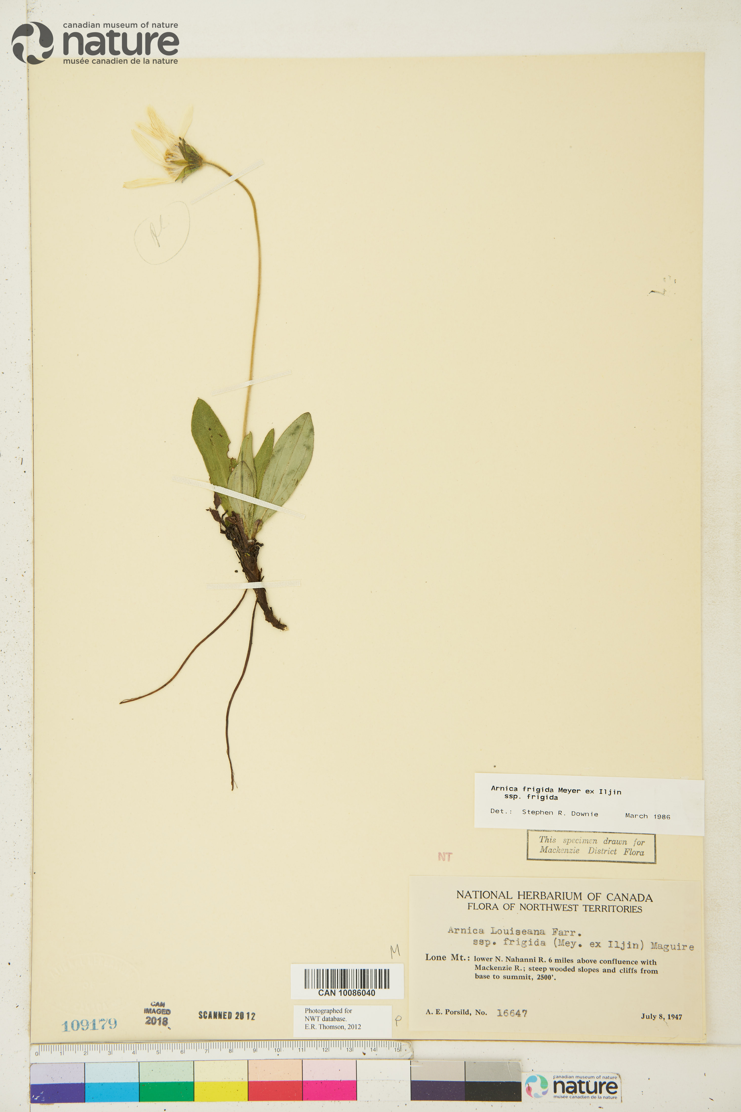 Arnica griscomii subsp. frigida image