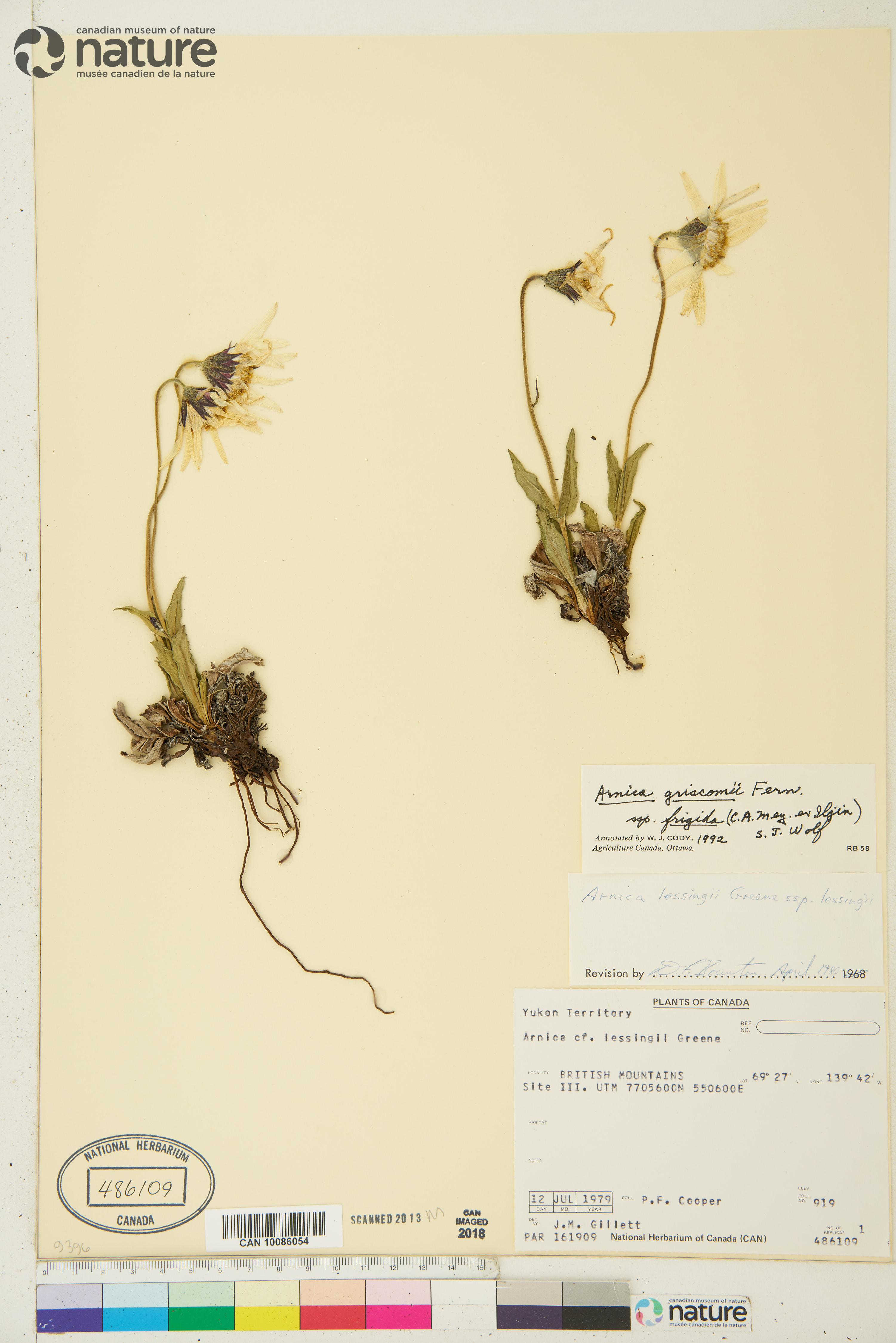 Arnica griscomii image