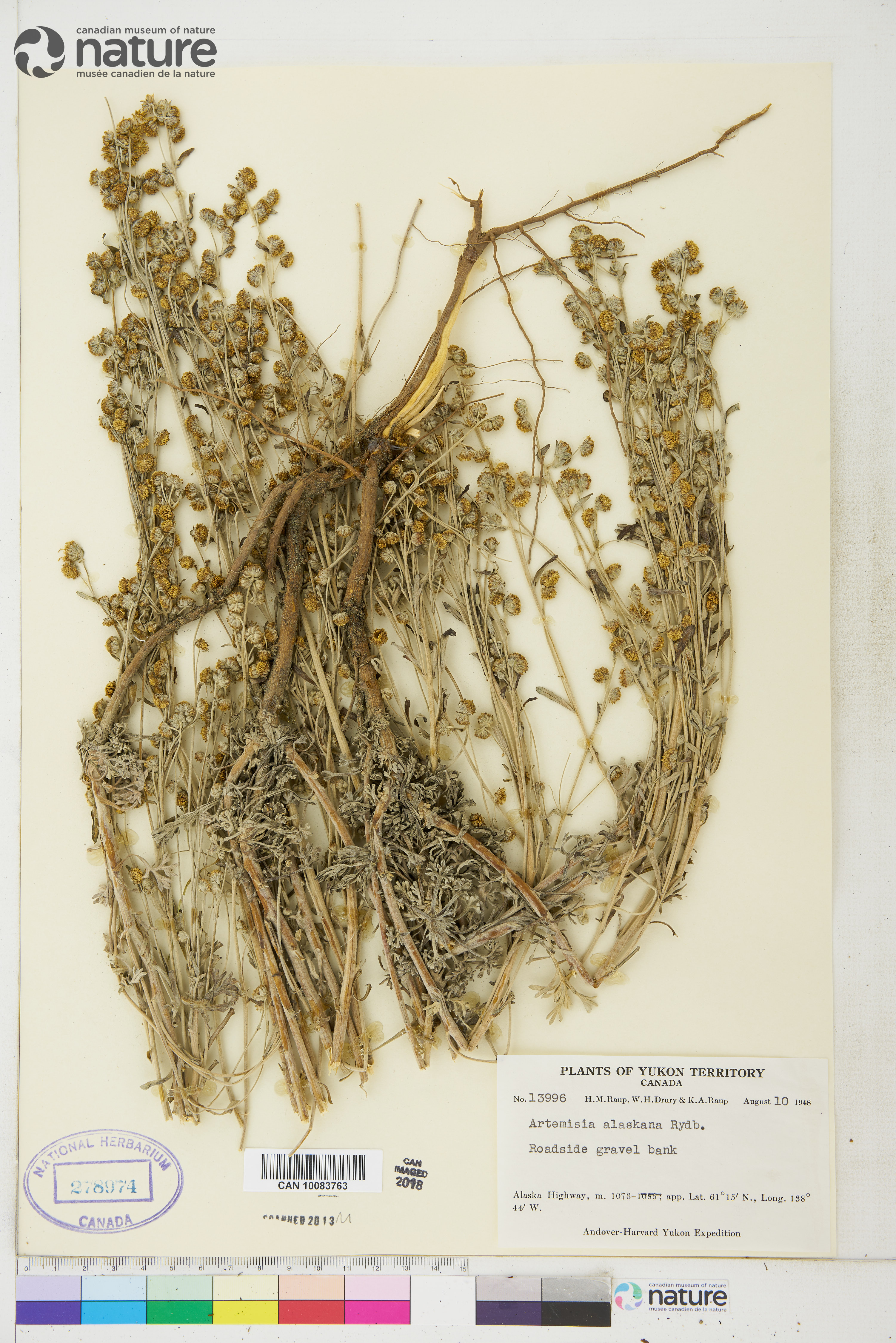 Artemisia alaskana image
