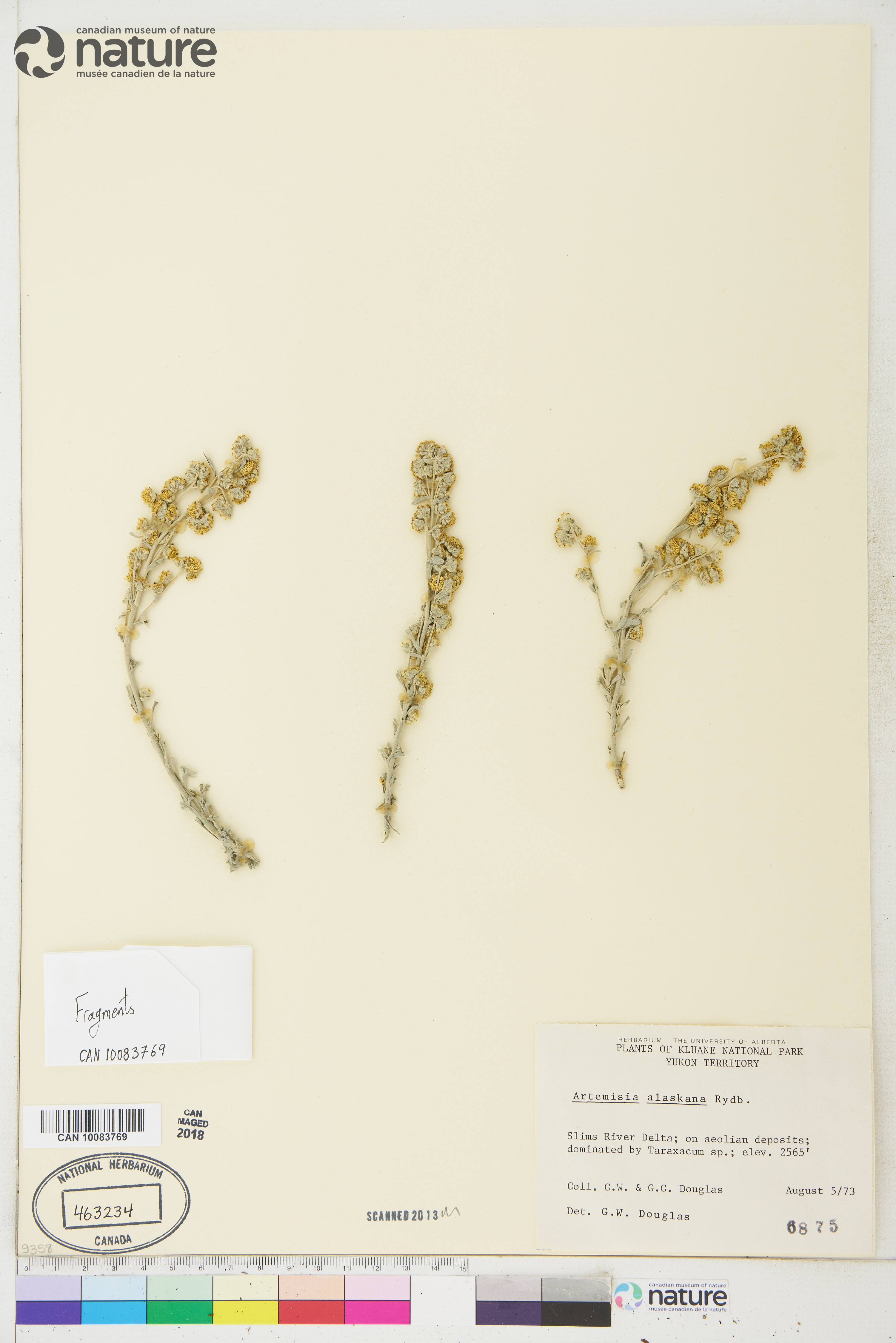 Artemisia alaskana image