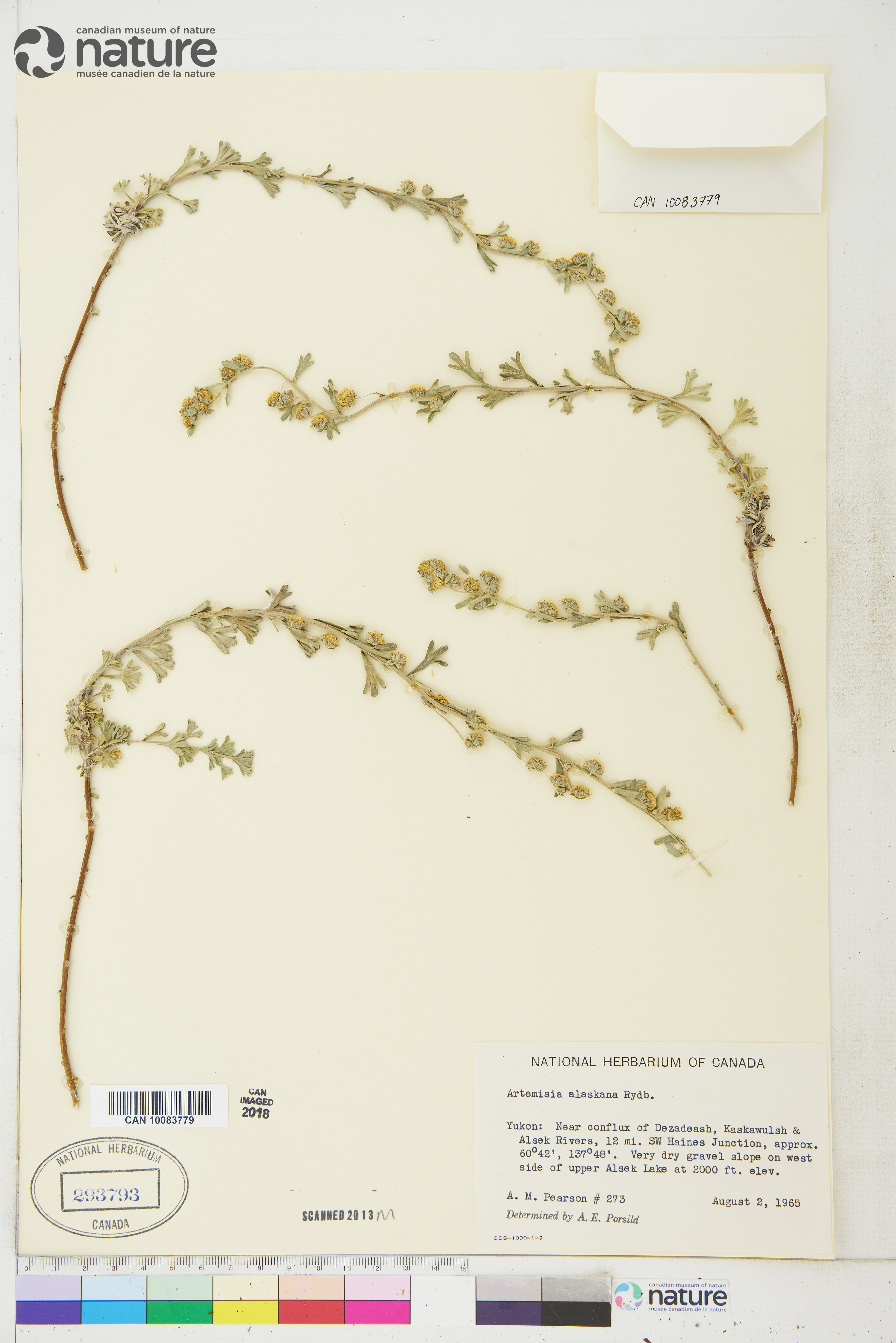 Artemisia alaskana image