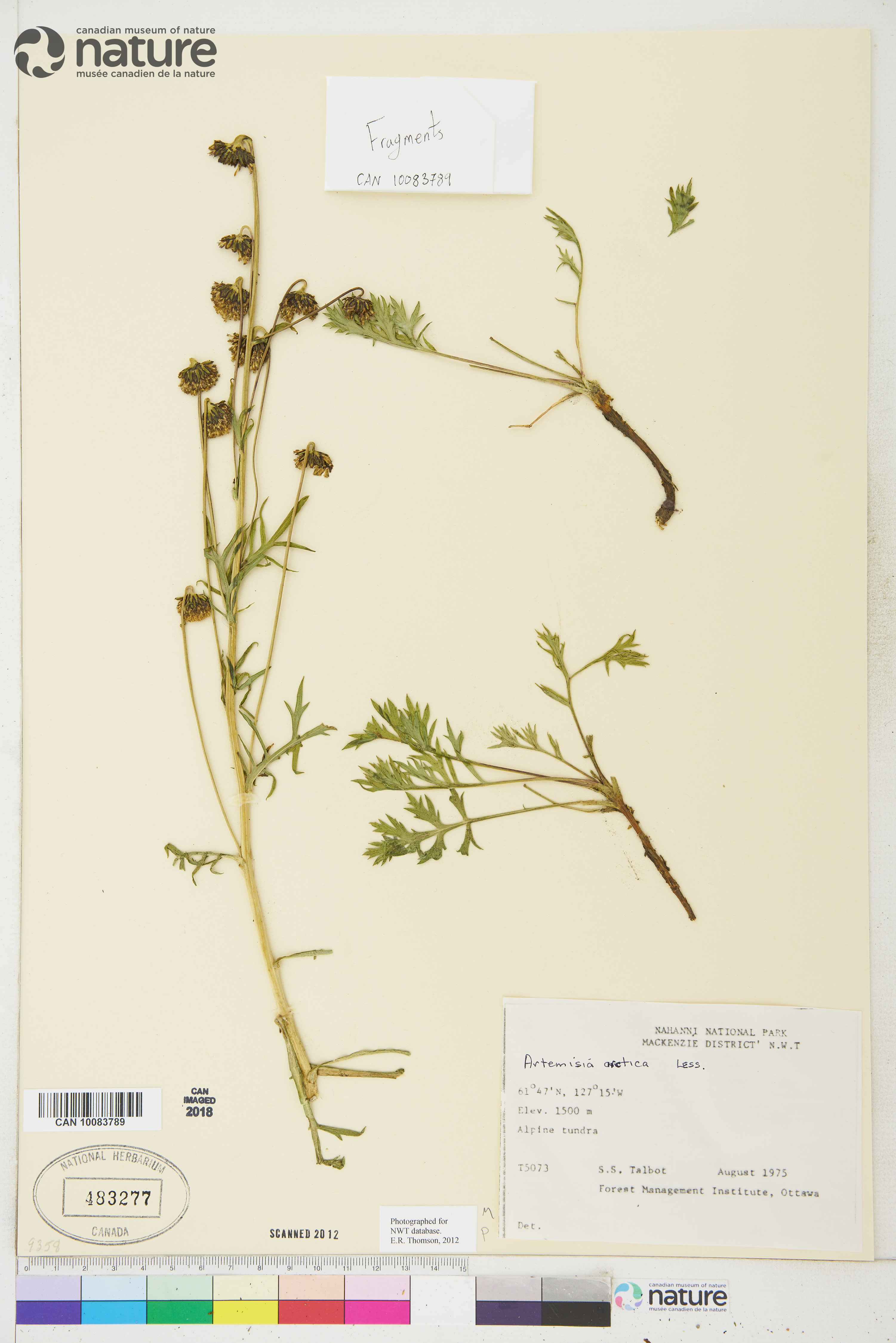 Artemisia arctica image