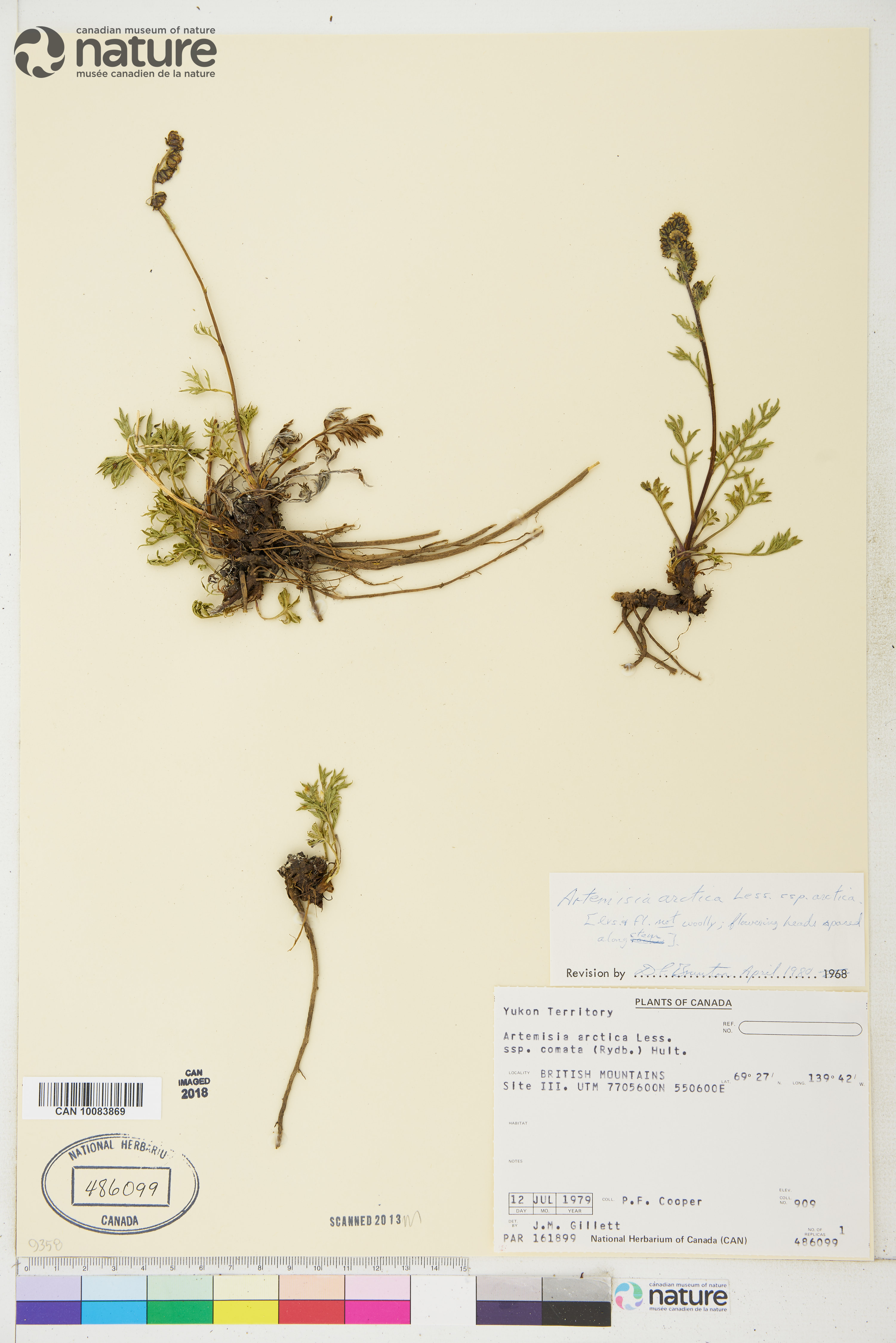 Artemisia arctica image