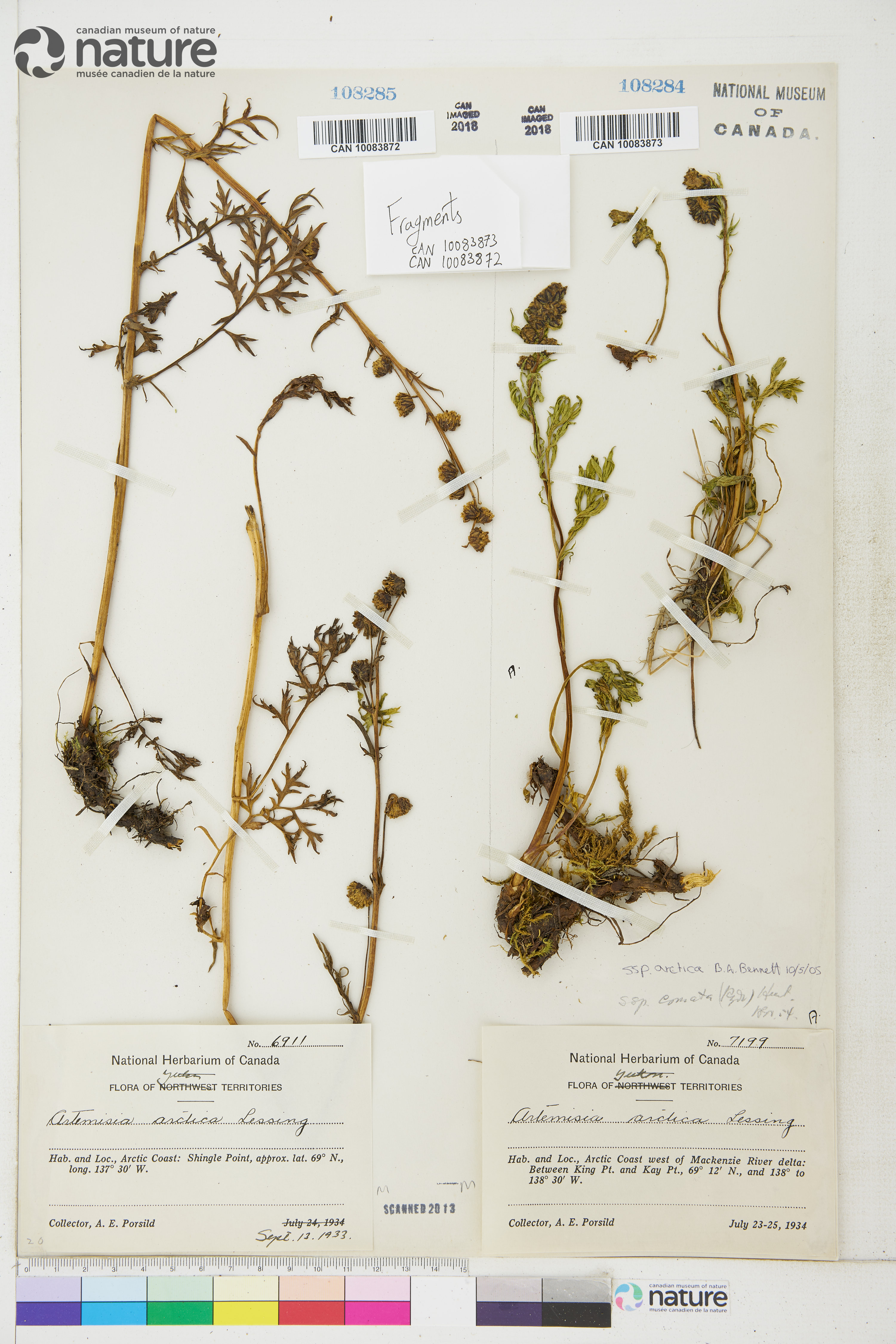 Artemisia arctica subsp. comata image