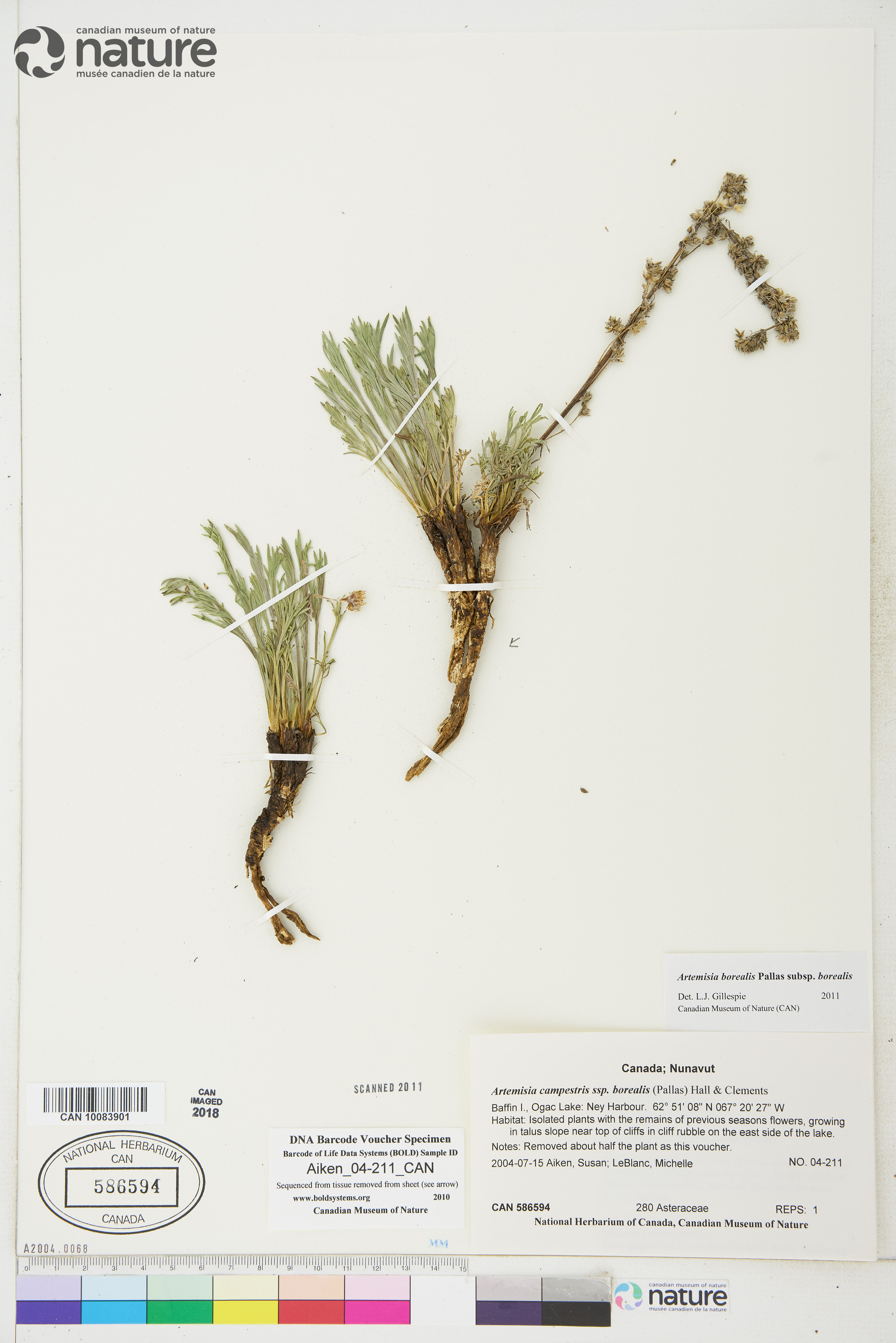 Artemisia borealis image