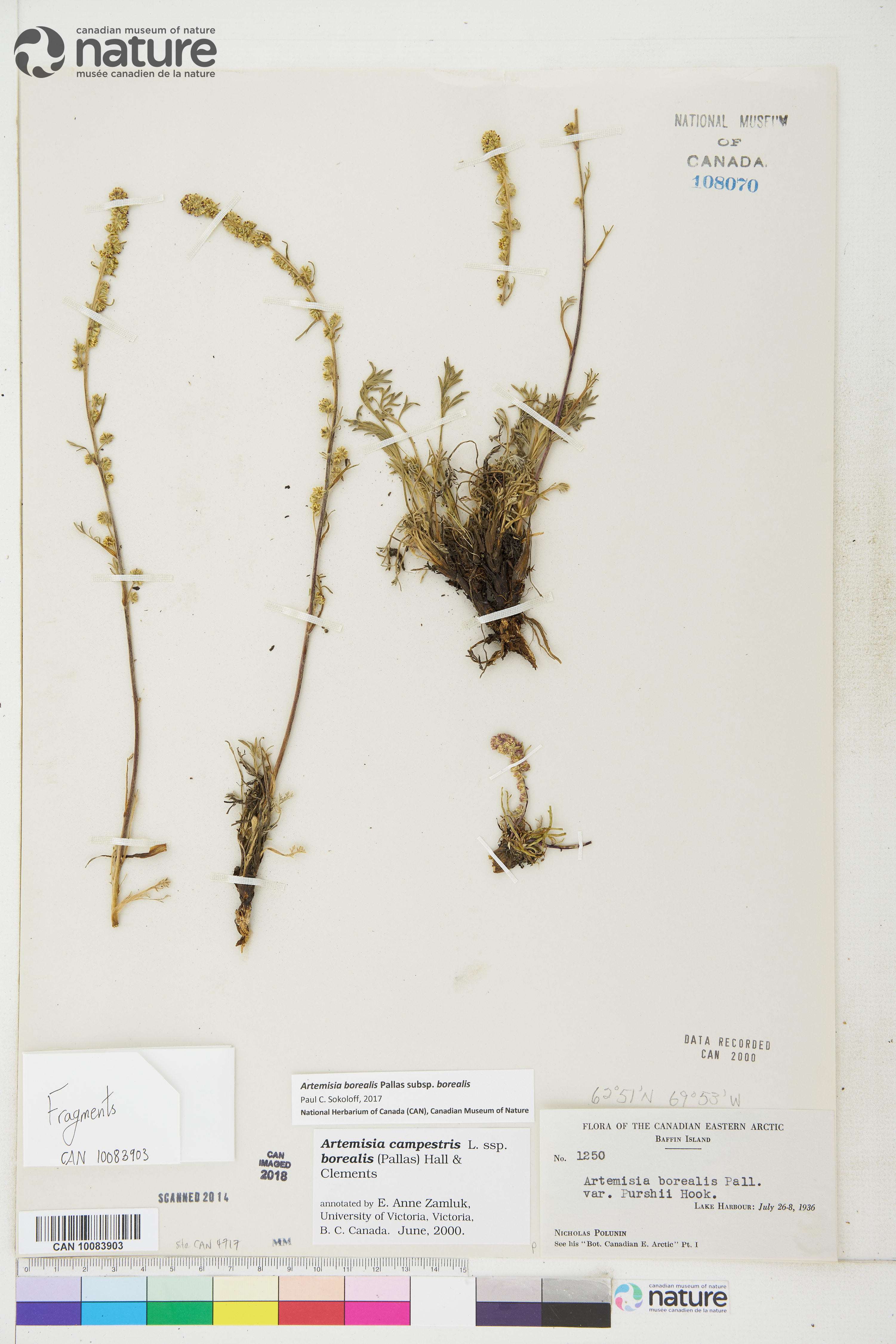Artemisia borealis subsp. borealis image