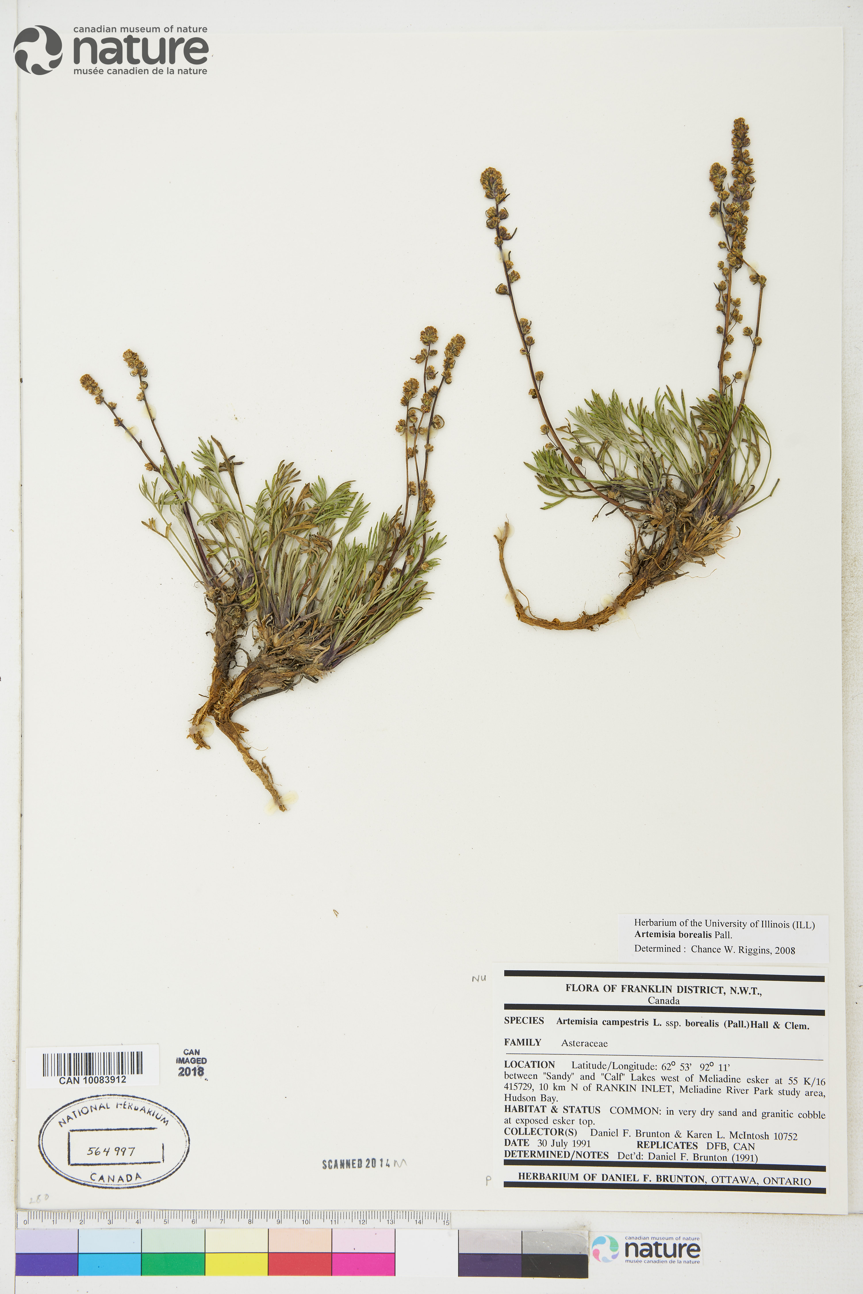 Artemisia borealis subsp. borealis image