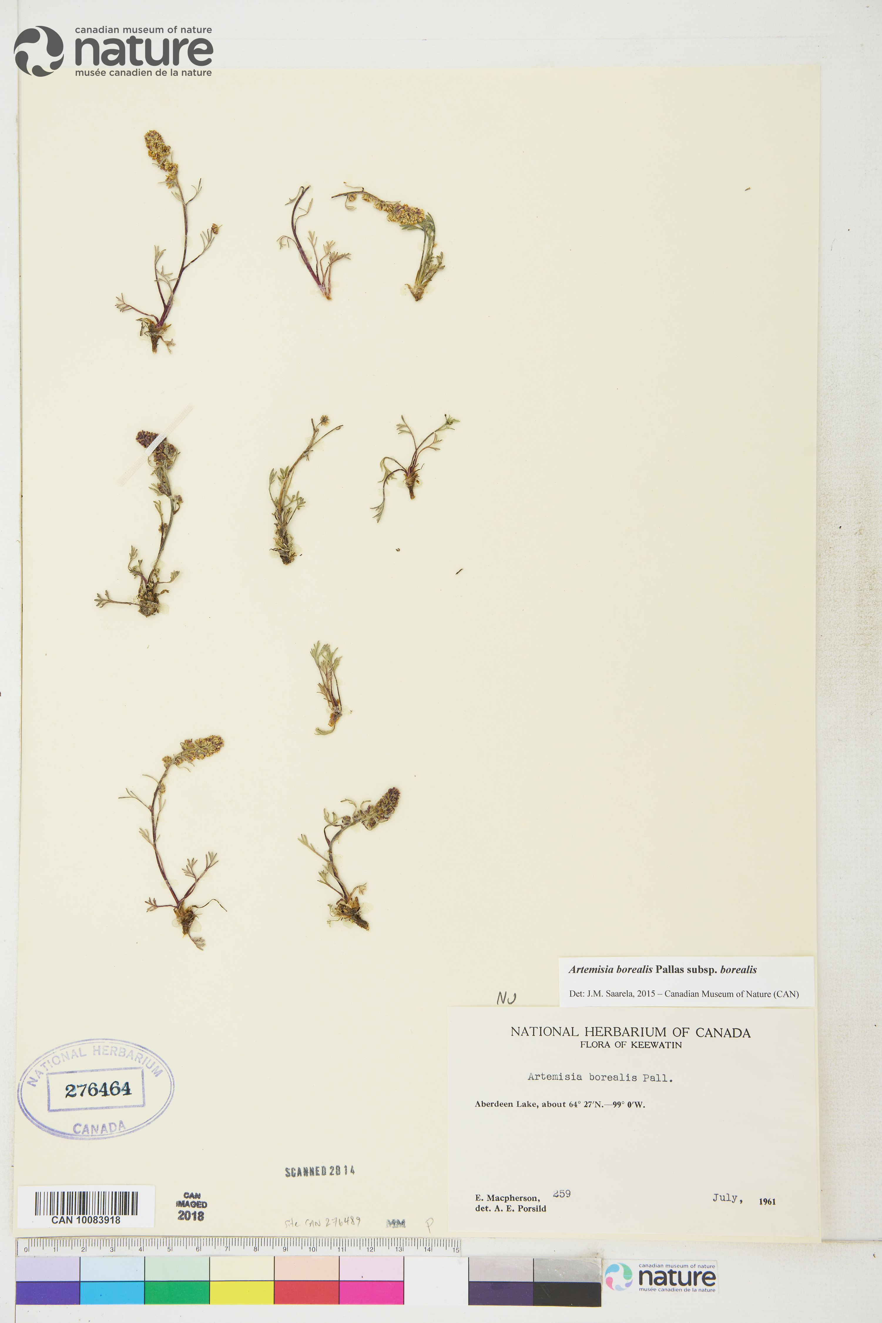 Artemisia borealis image