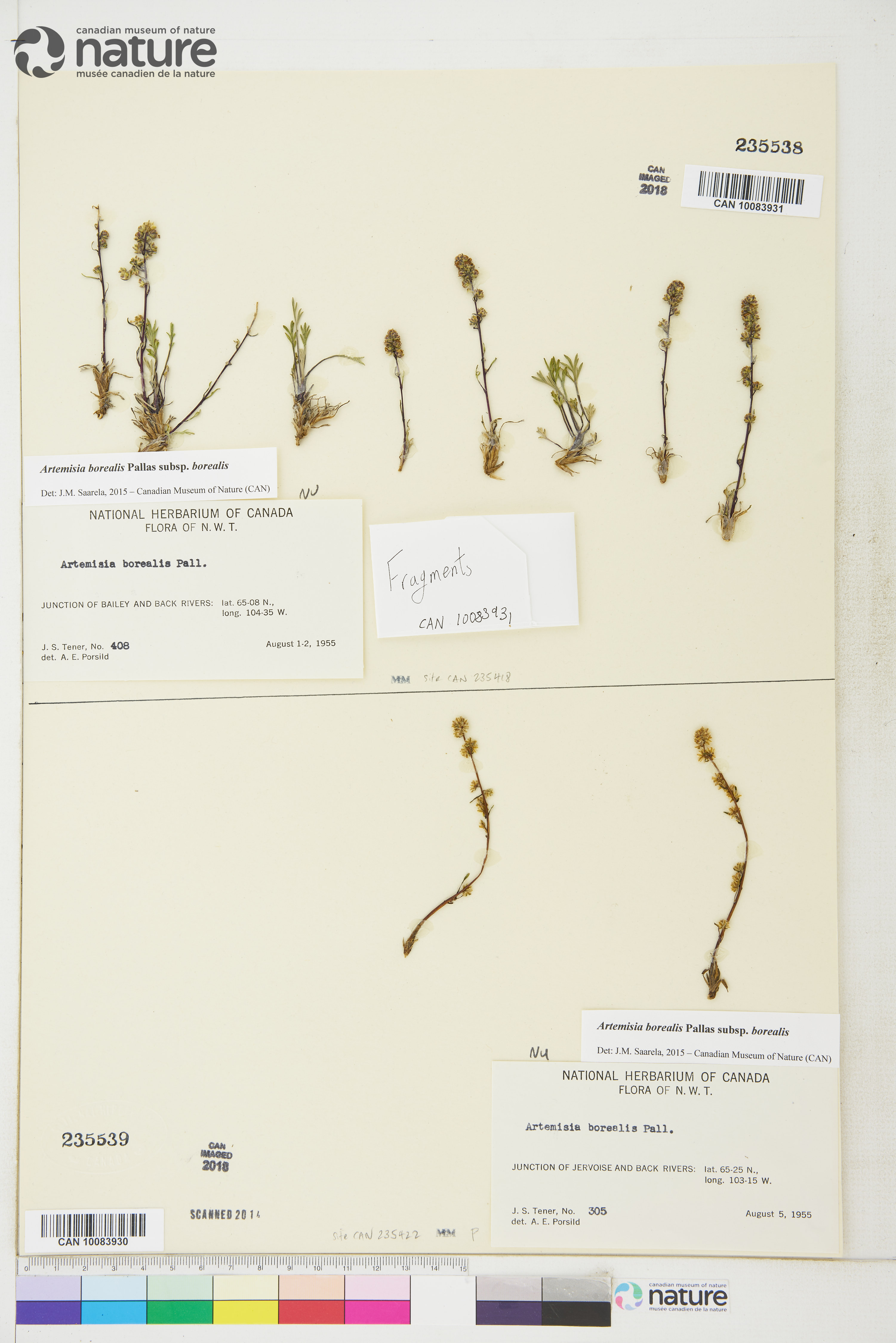 Artemisia borealis subsp. borealis image