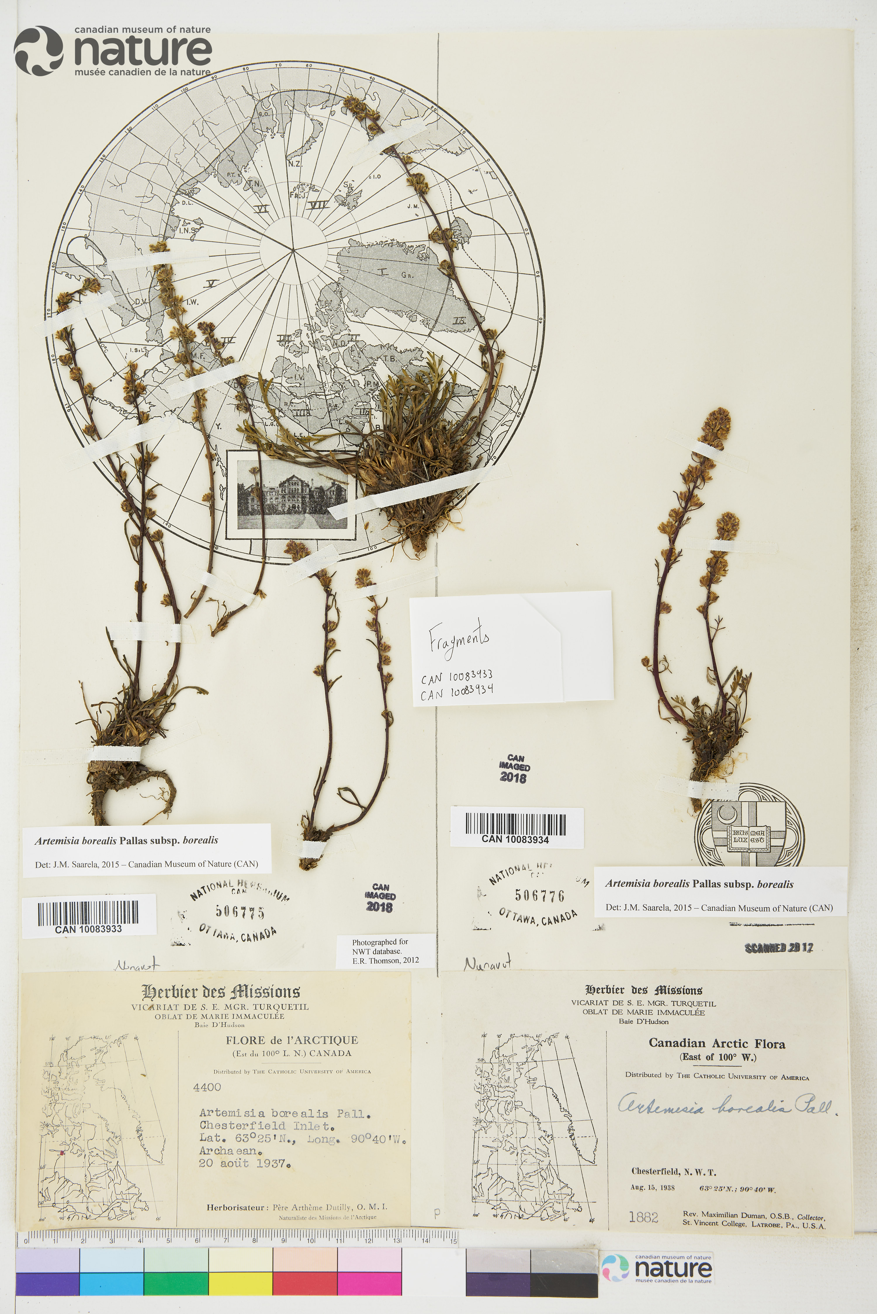 Artemisia borealis image