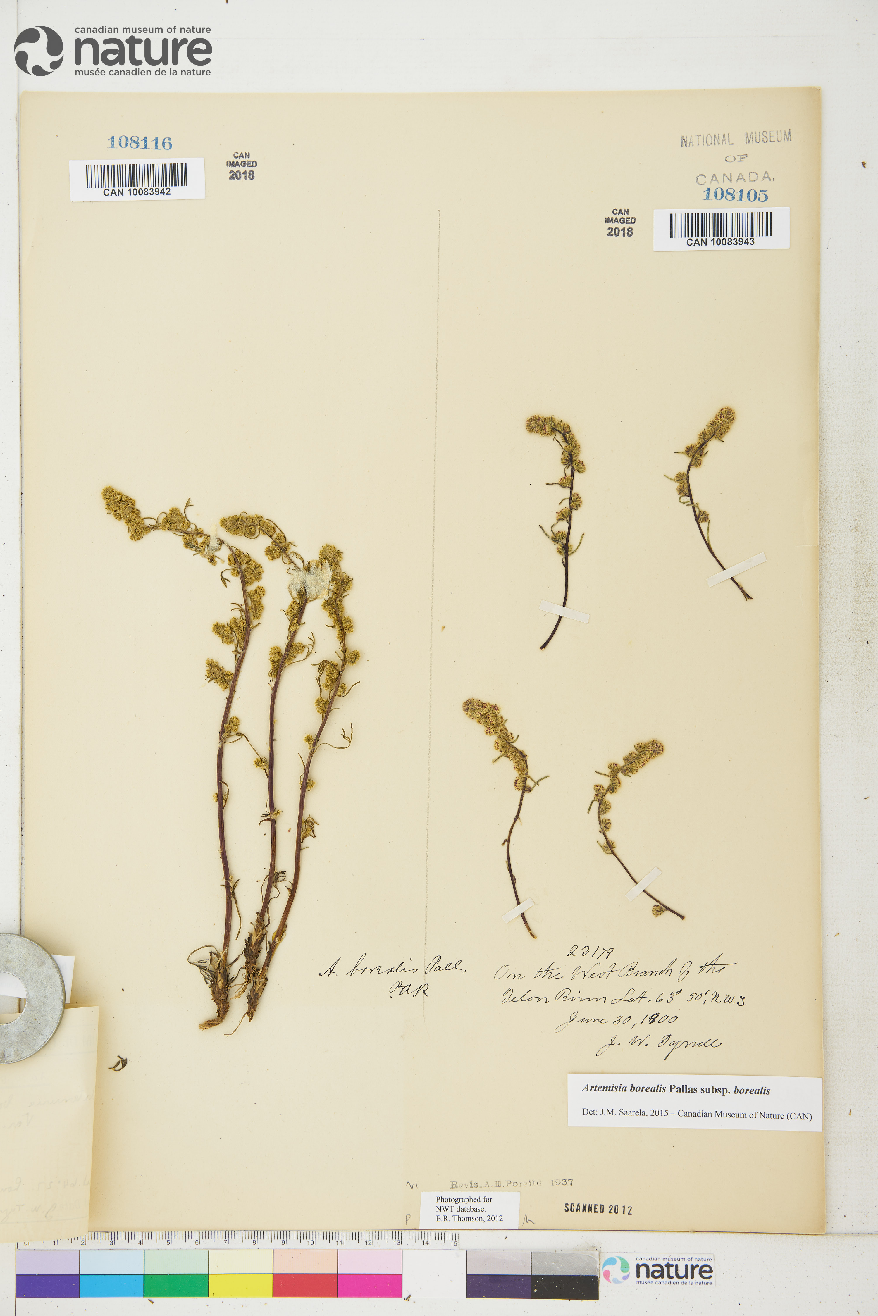 Artemisia borealis subsp. borealis image
