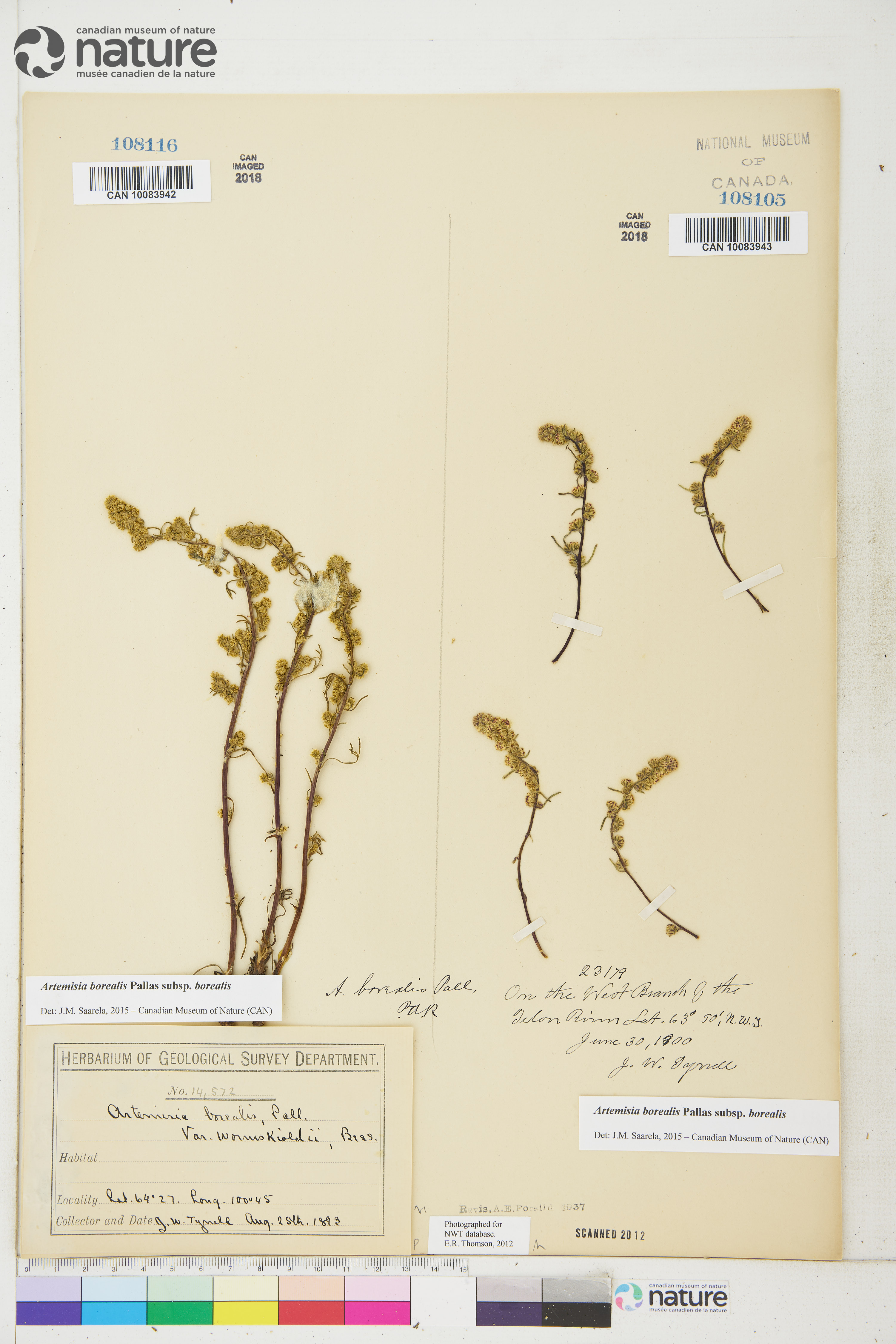 Artemisia borealis subsp. borealis image