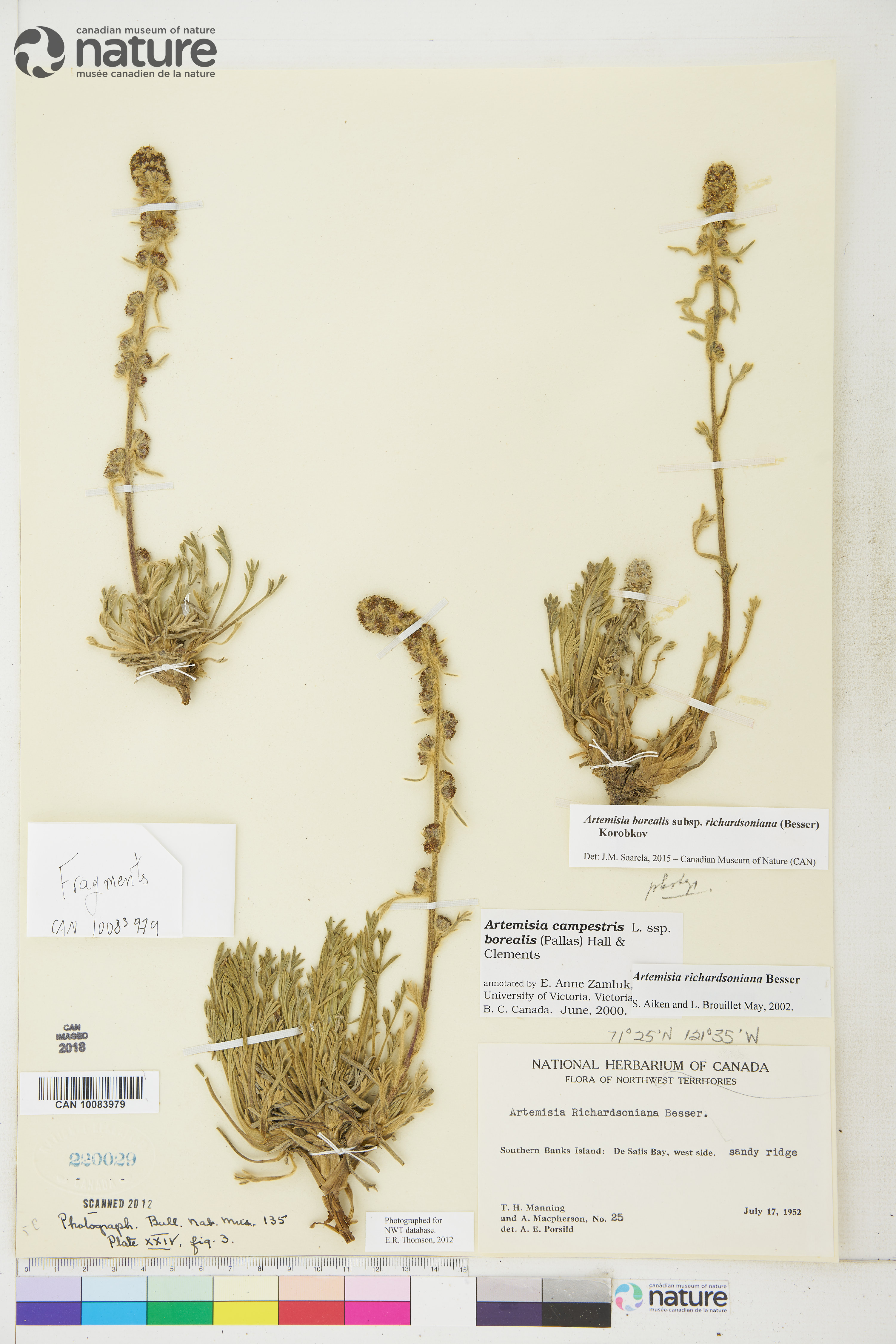 Artemisia borealis image