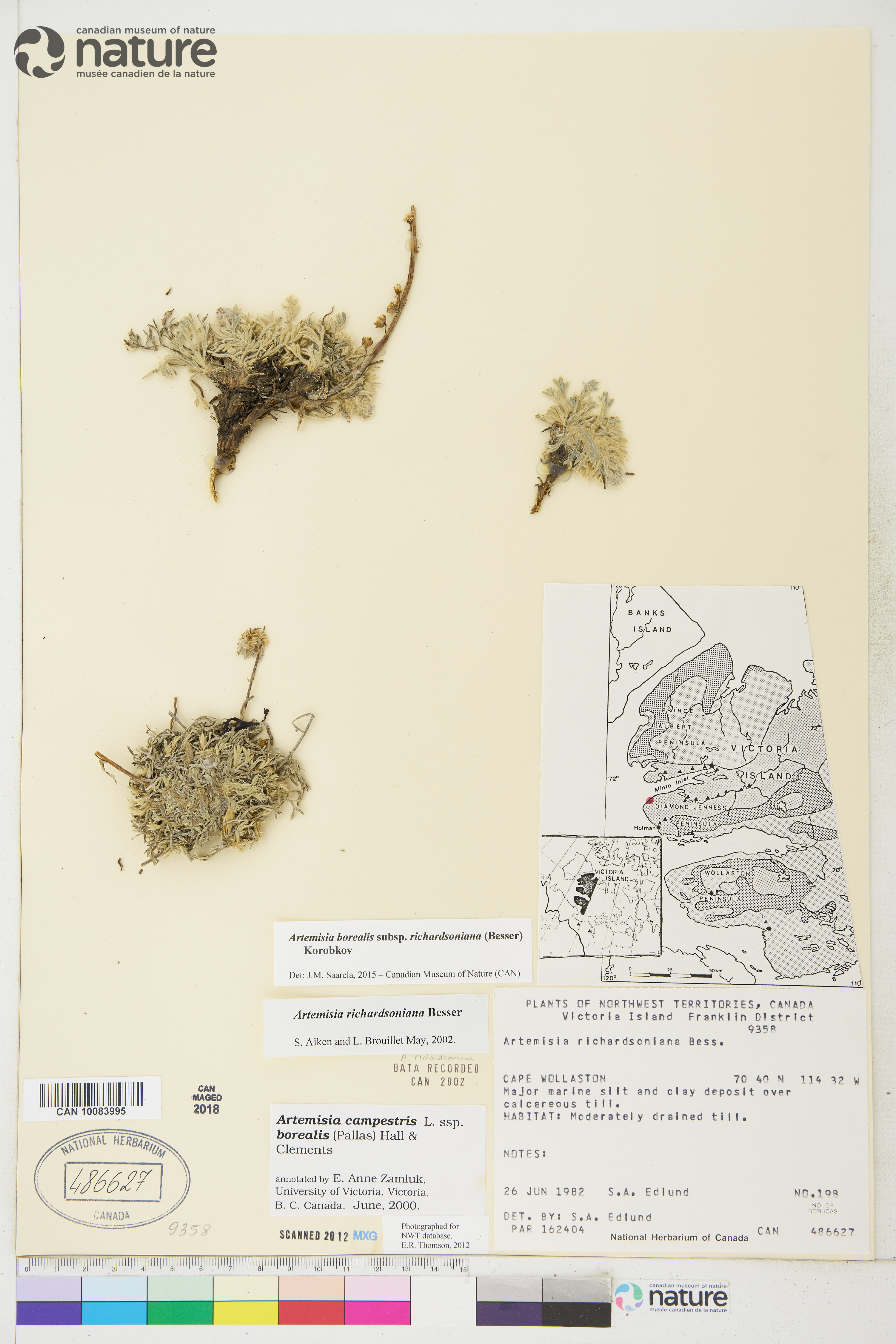 Artemisia borealis image