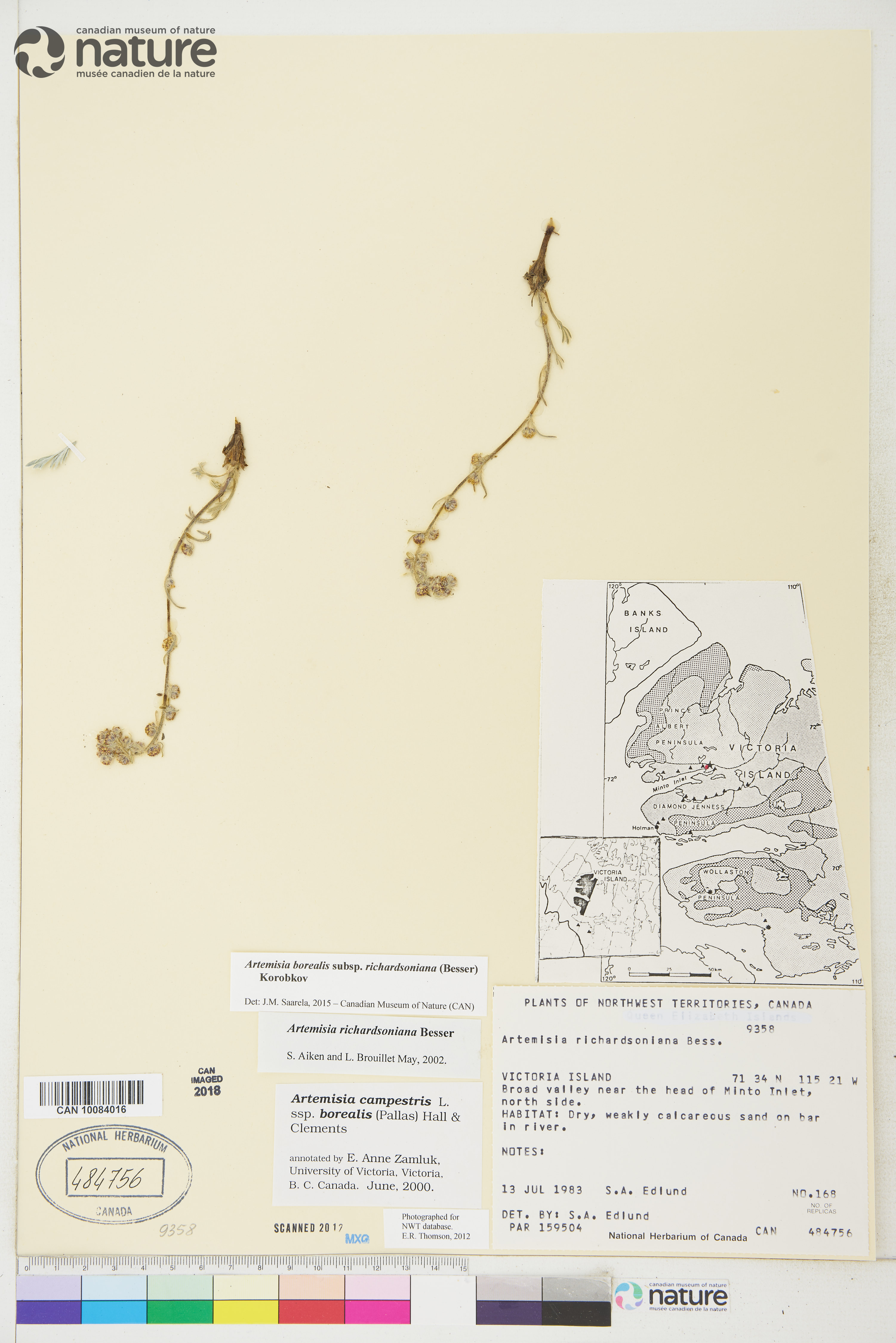 Artemisia borealis image