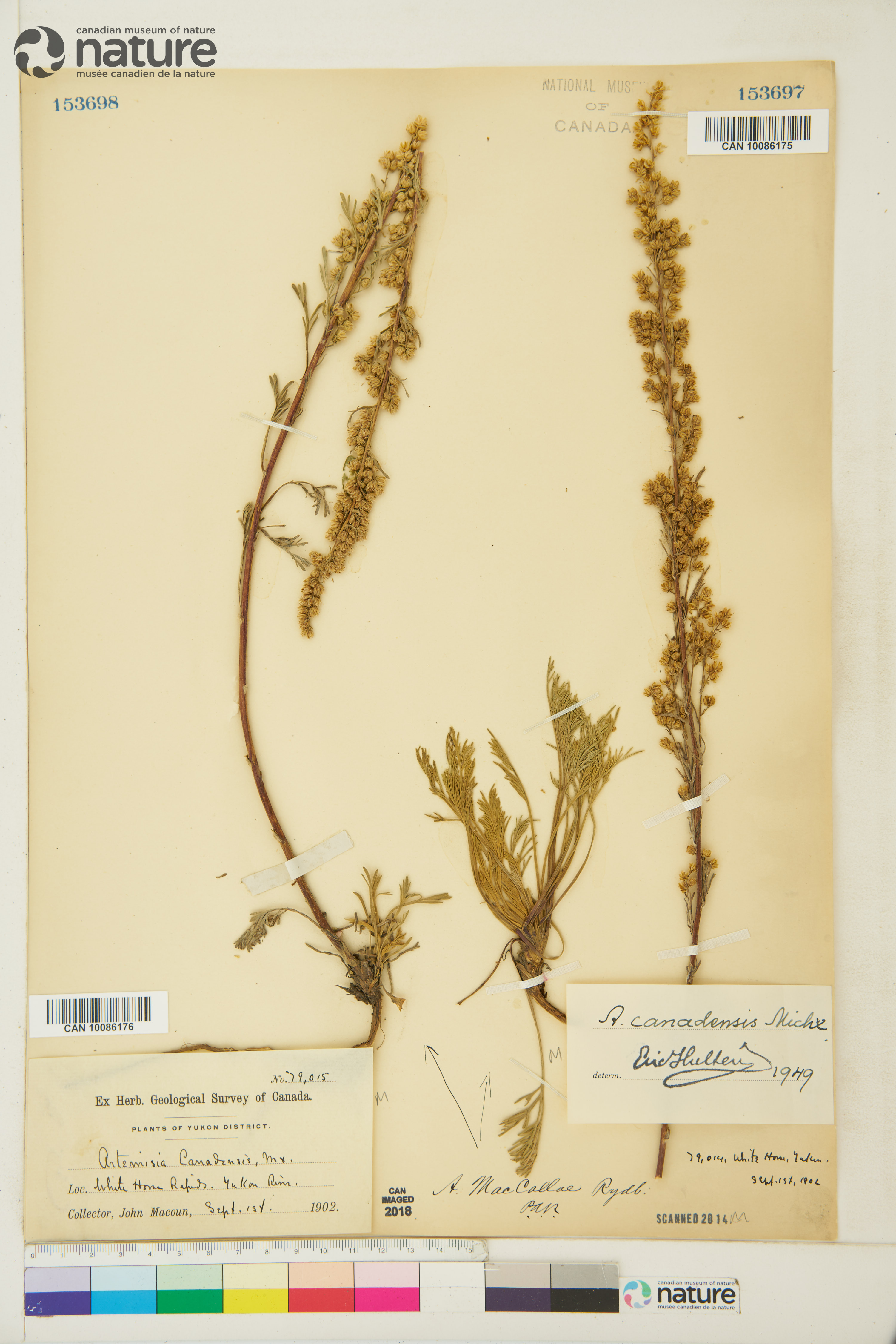 Artemisia borealis subsp. borealis image