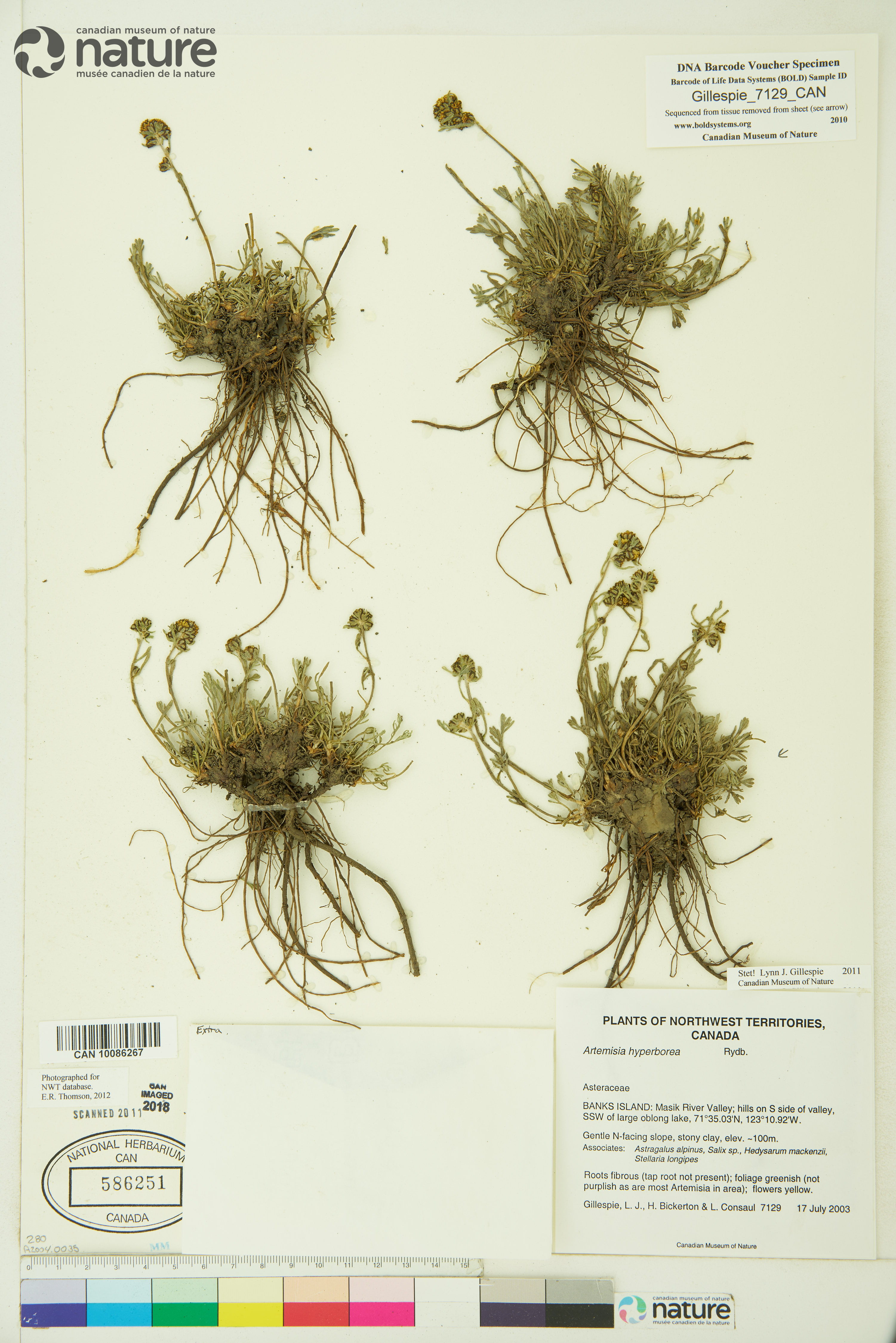 Artemisia hyperborea image