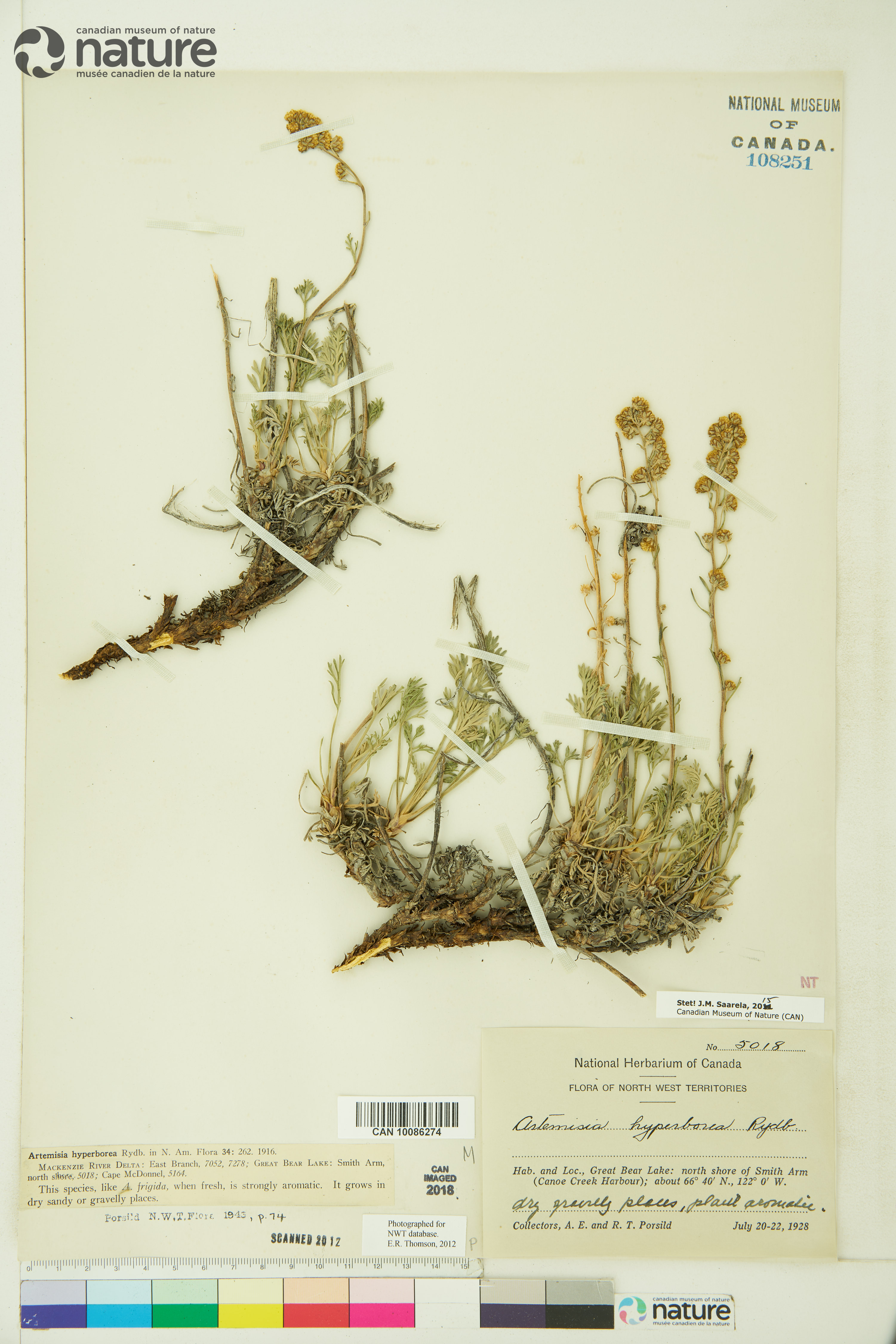 Artemisia hyperborea image