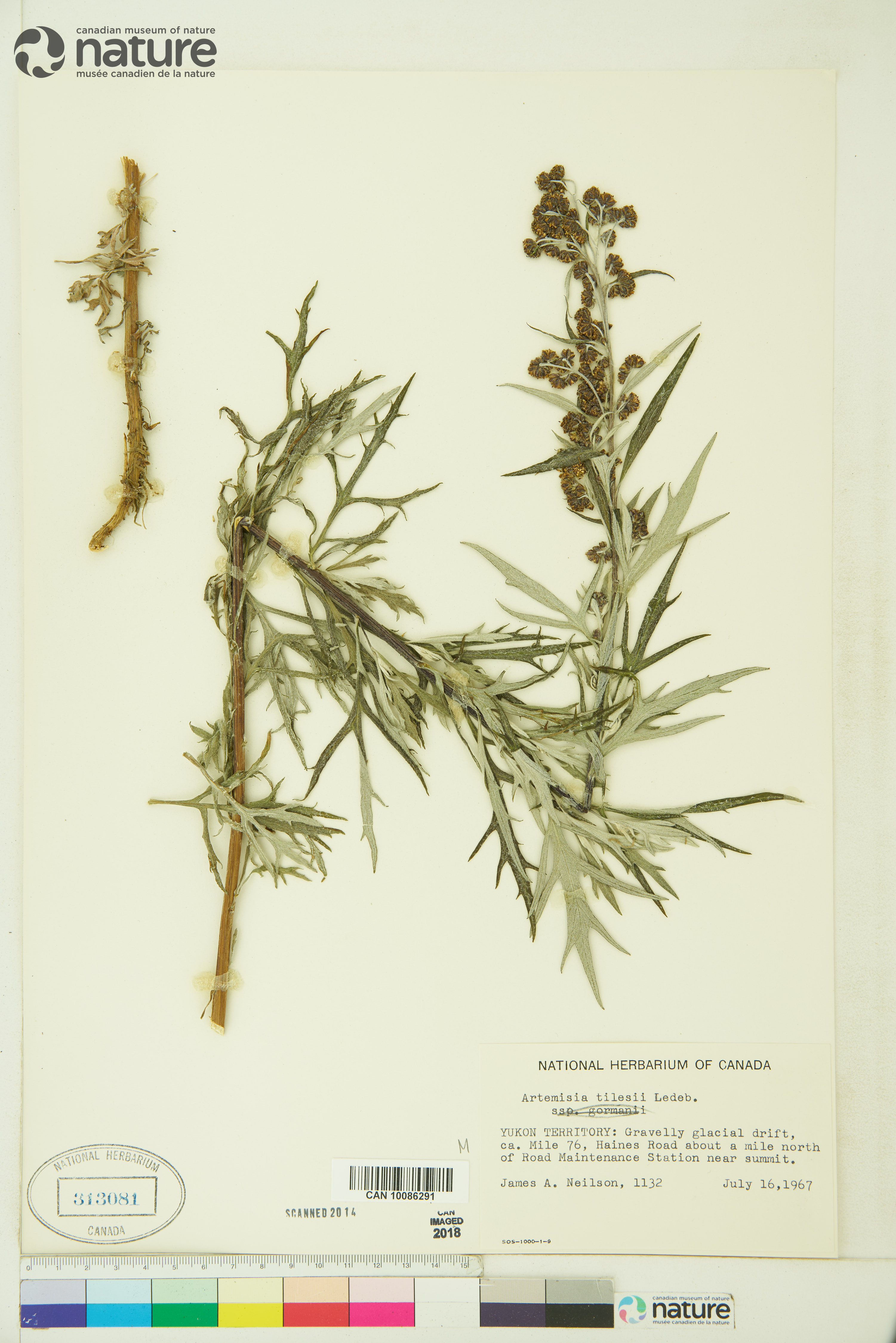 Artemisia tilesii image