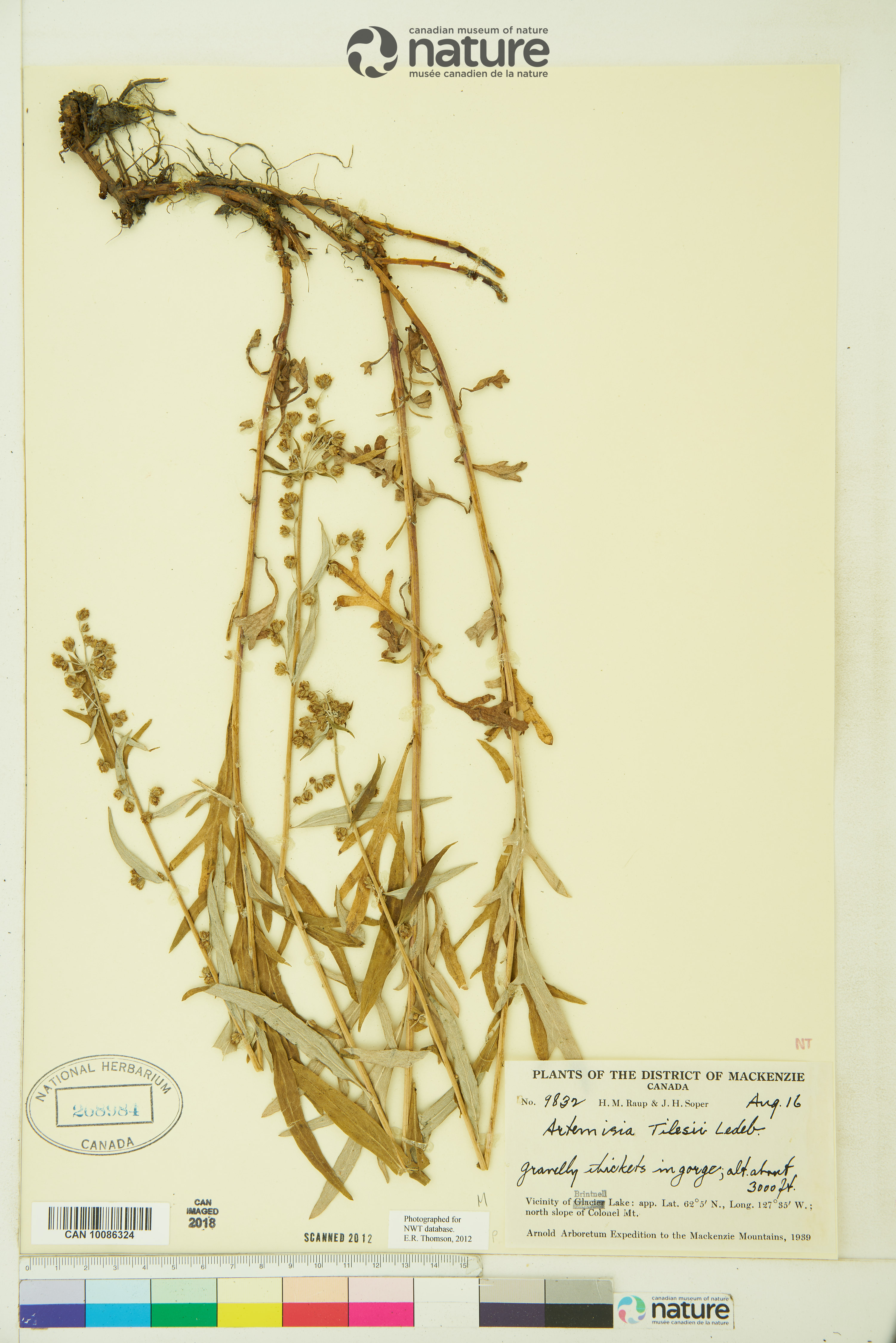 Artemisia tilesii image