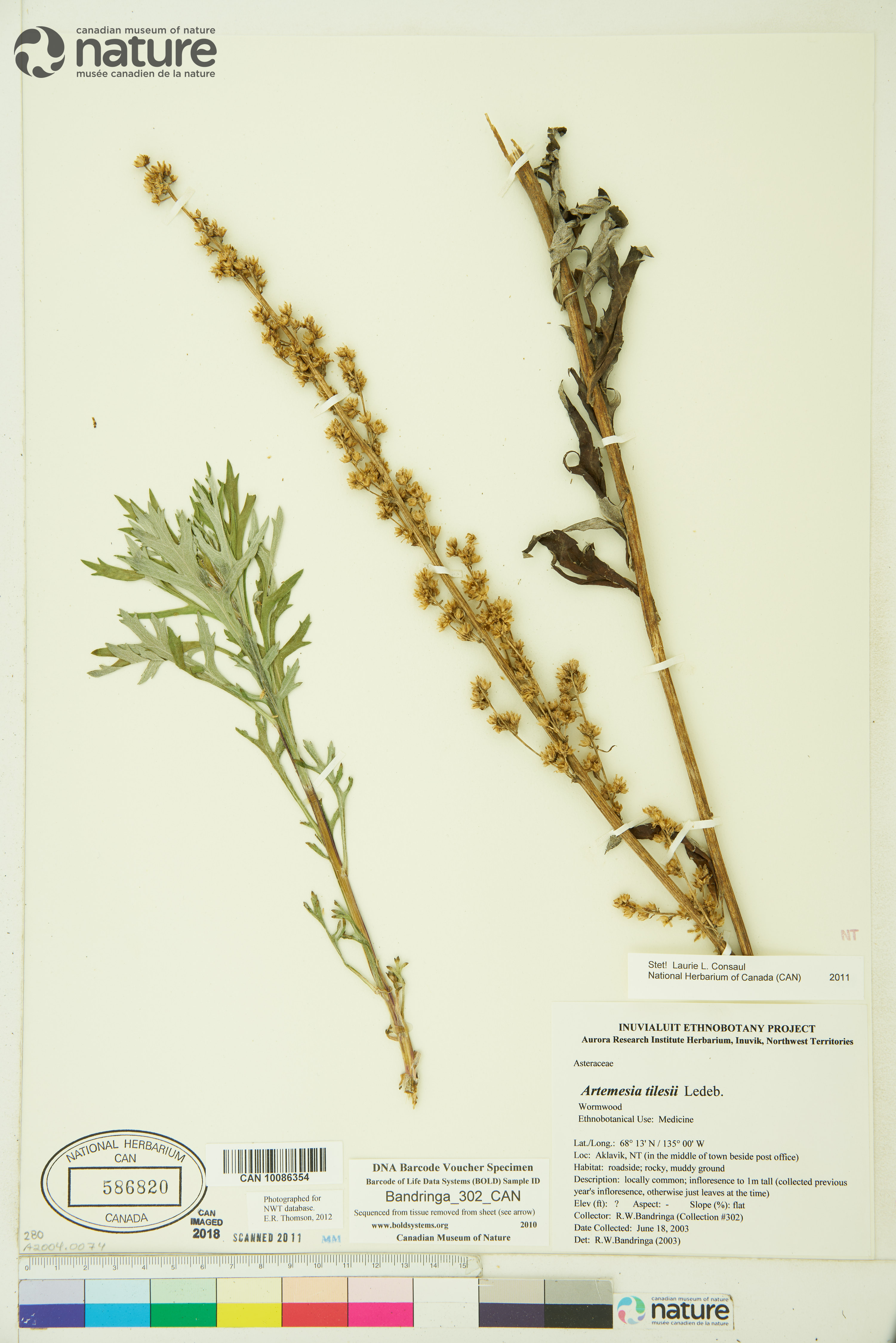 Artemisia tilesii image