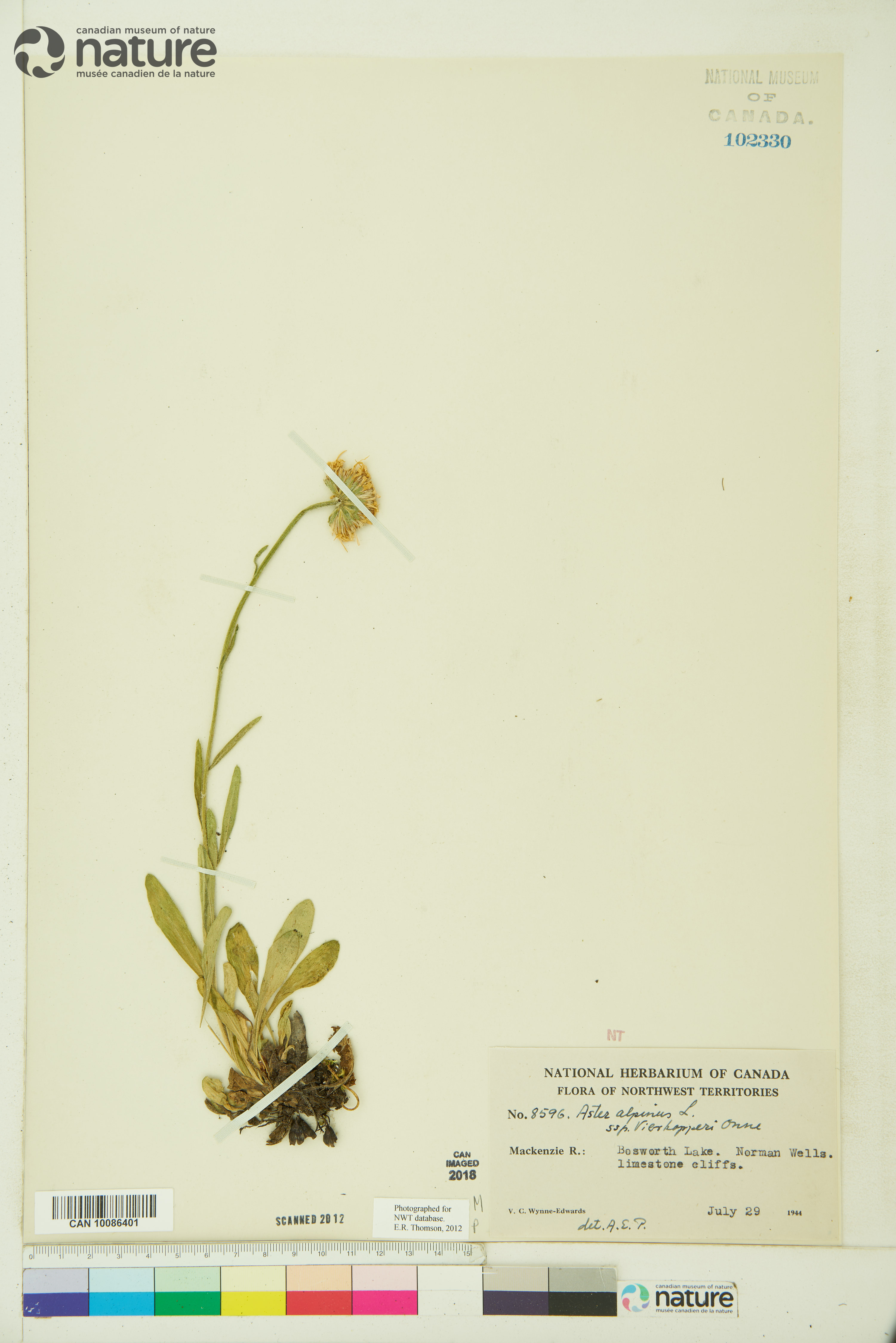 Aster alpinus var. vierhapperi image