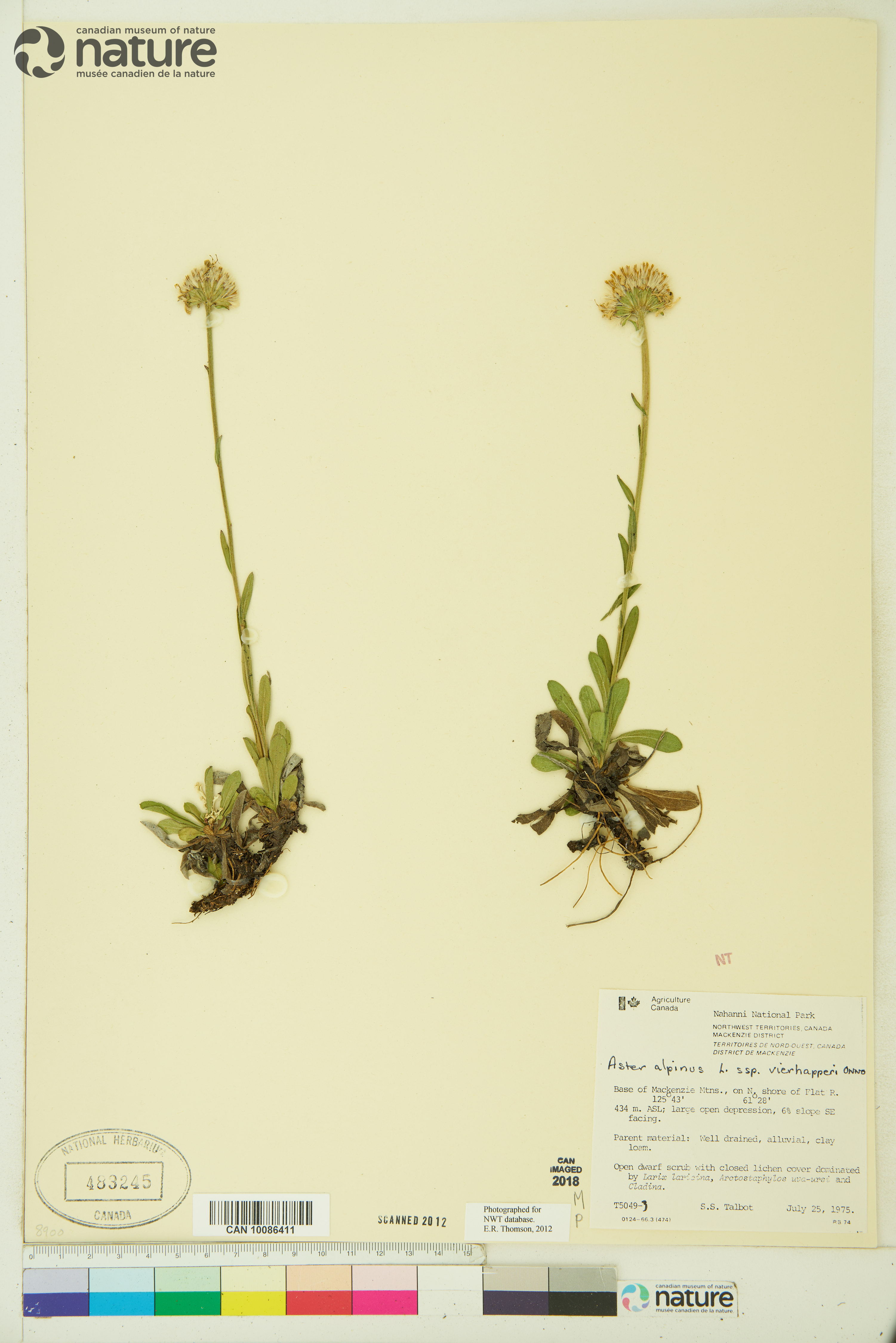 Aster alpinus var. vierhapperi image