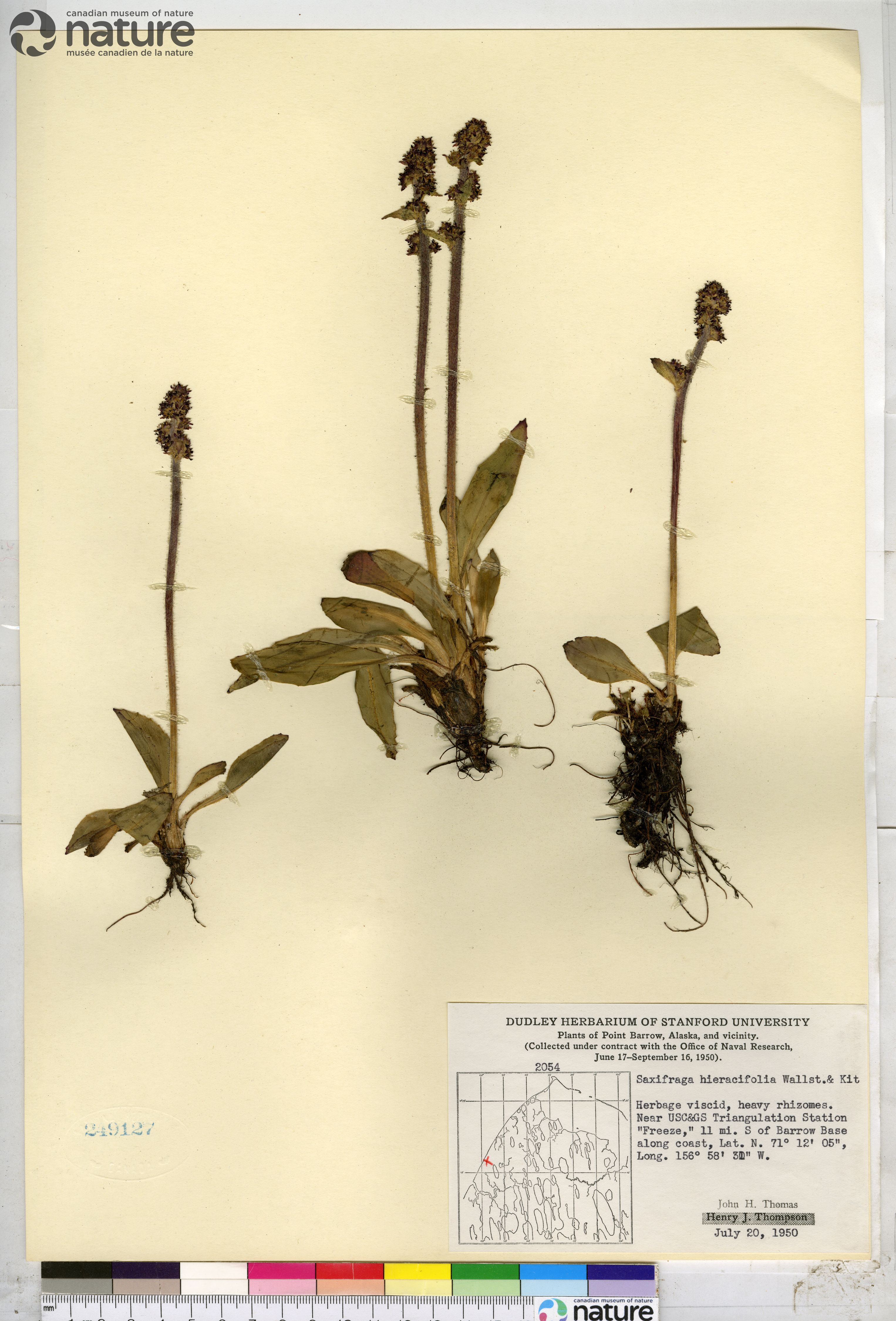 Saxifraga hieraciifolia image