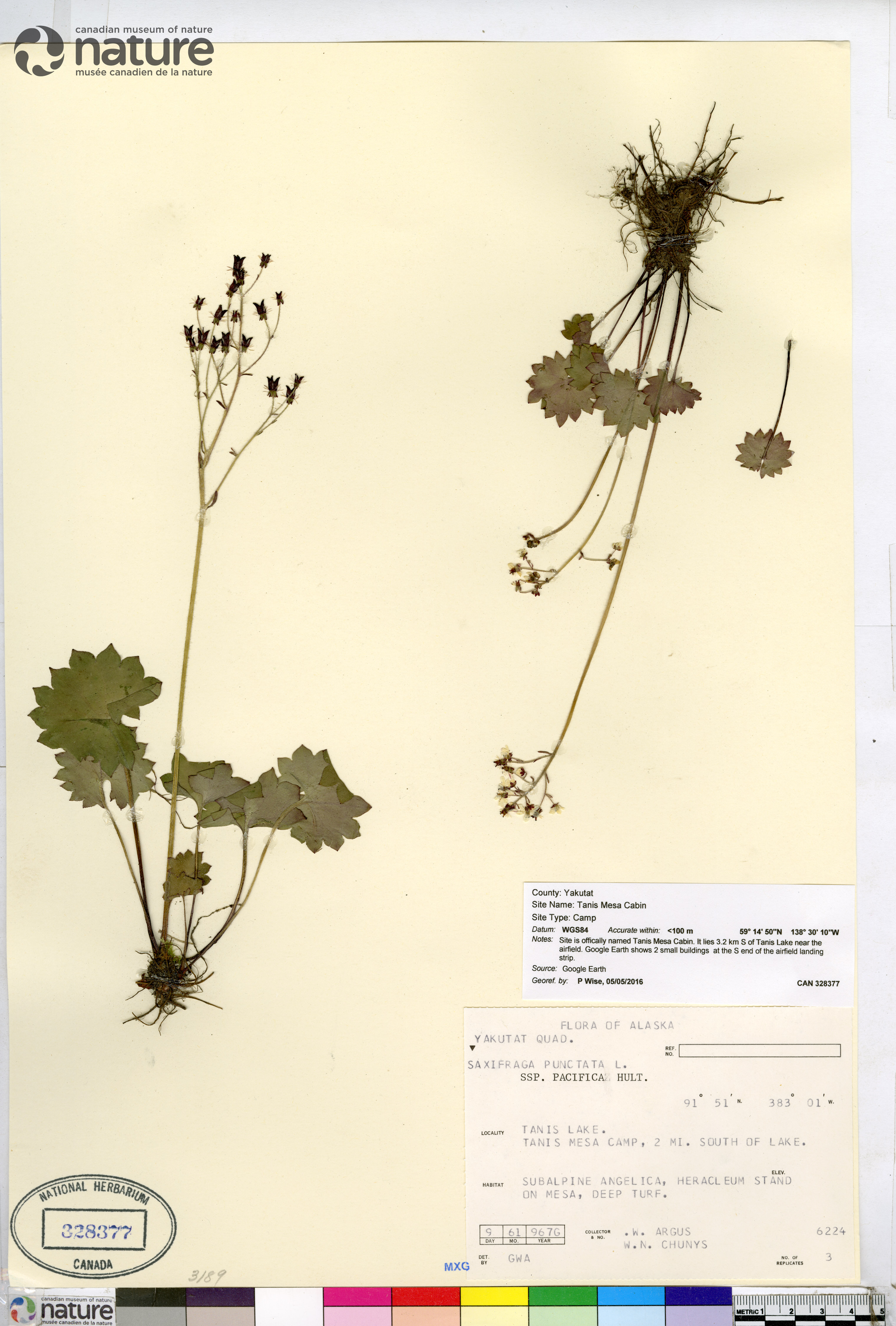 Micranthes nelsoniana var. porsildiana image