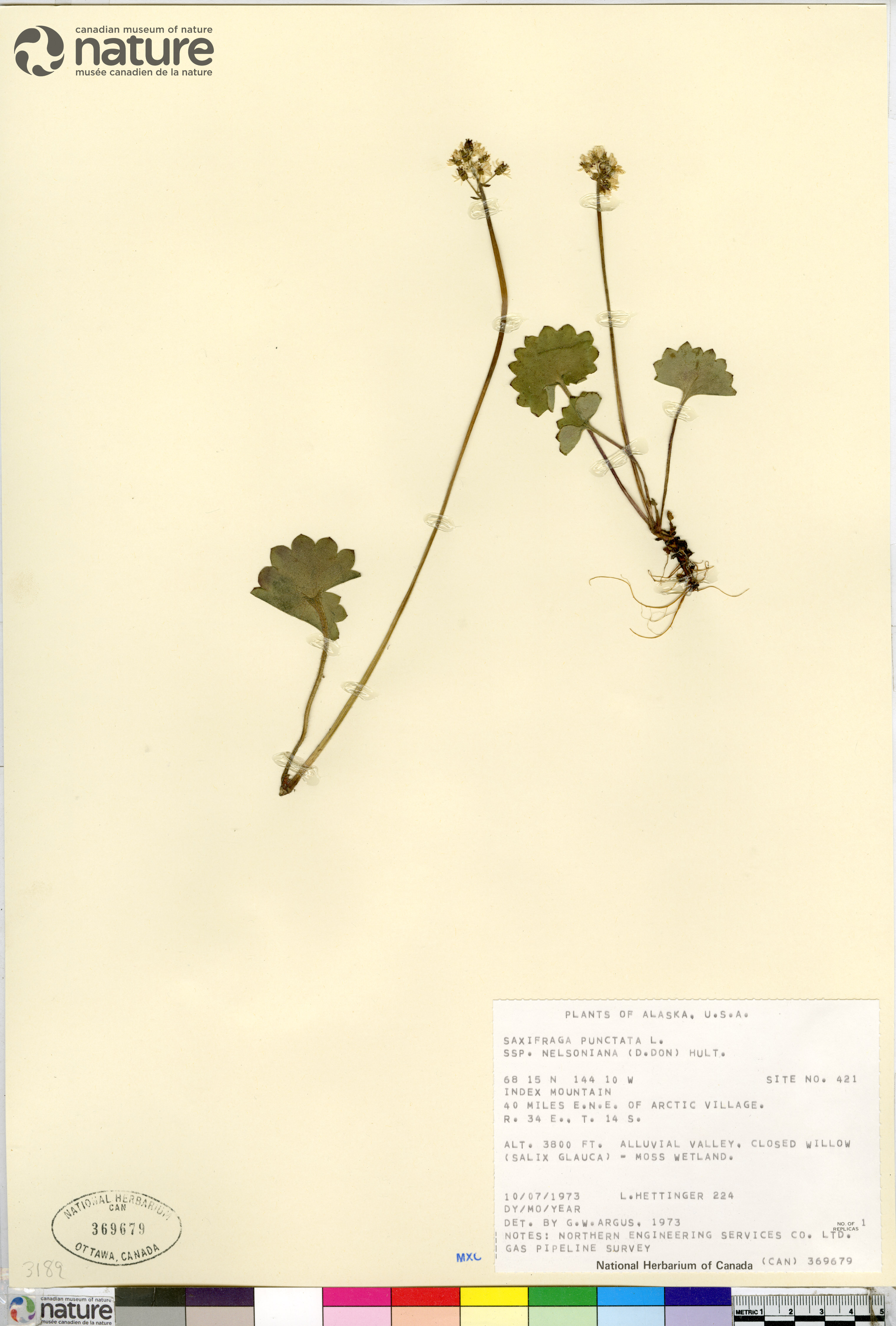 Micranthes nelsoniana image