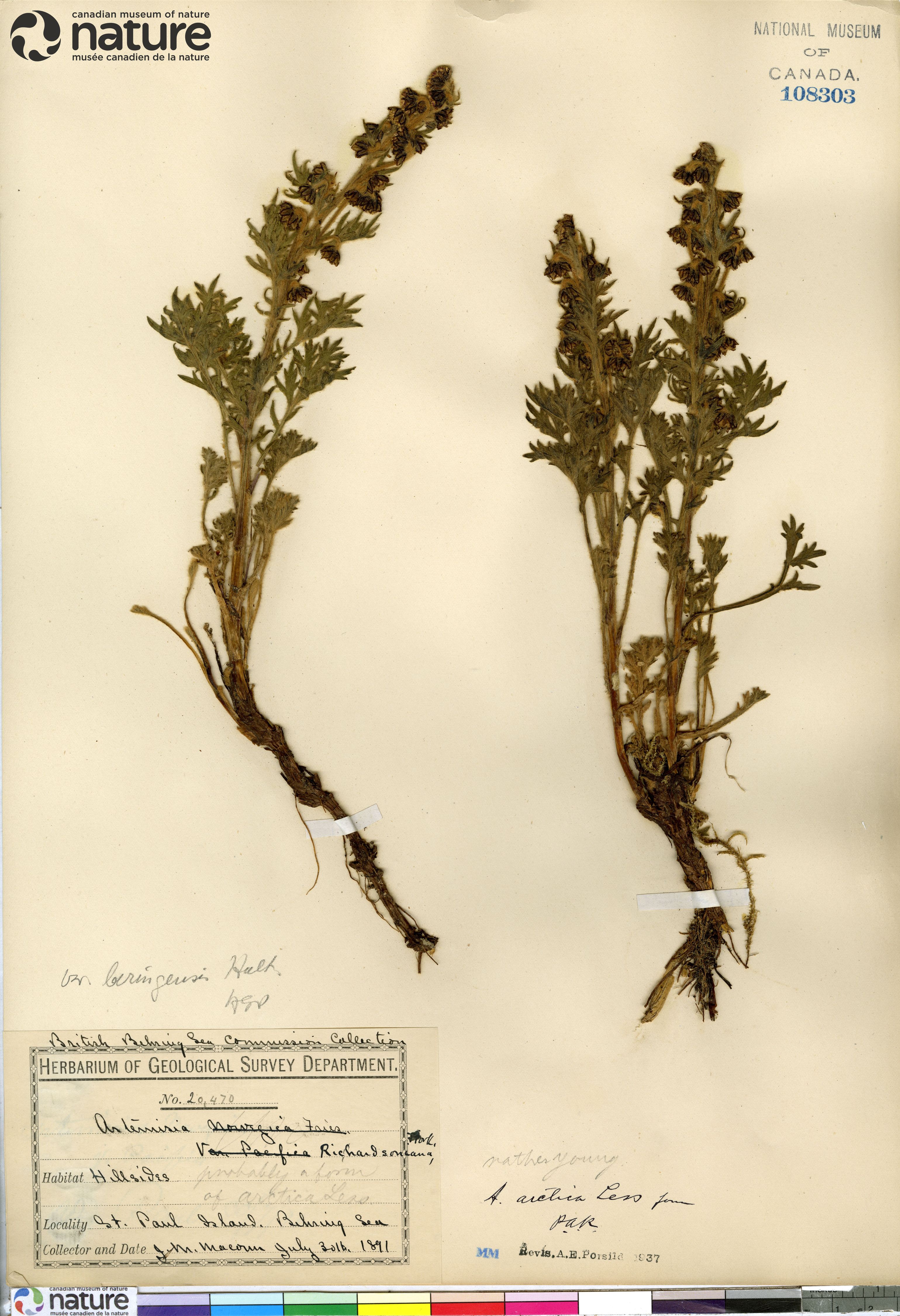 Artemisia arctica subsp. beringensis image