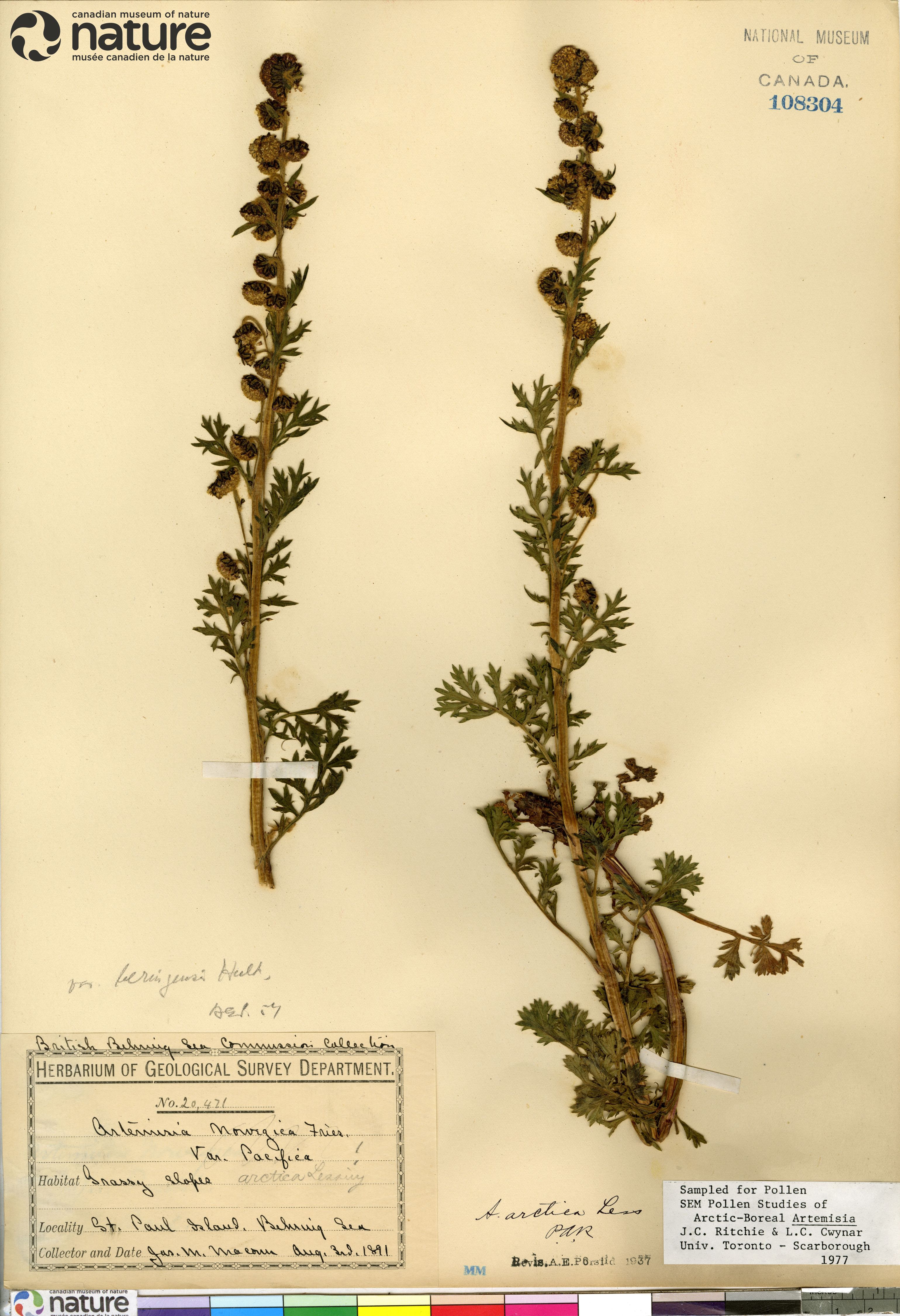 Artemisia arctica subsp. beringensis image