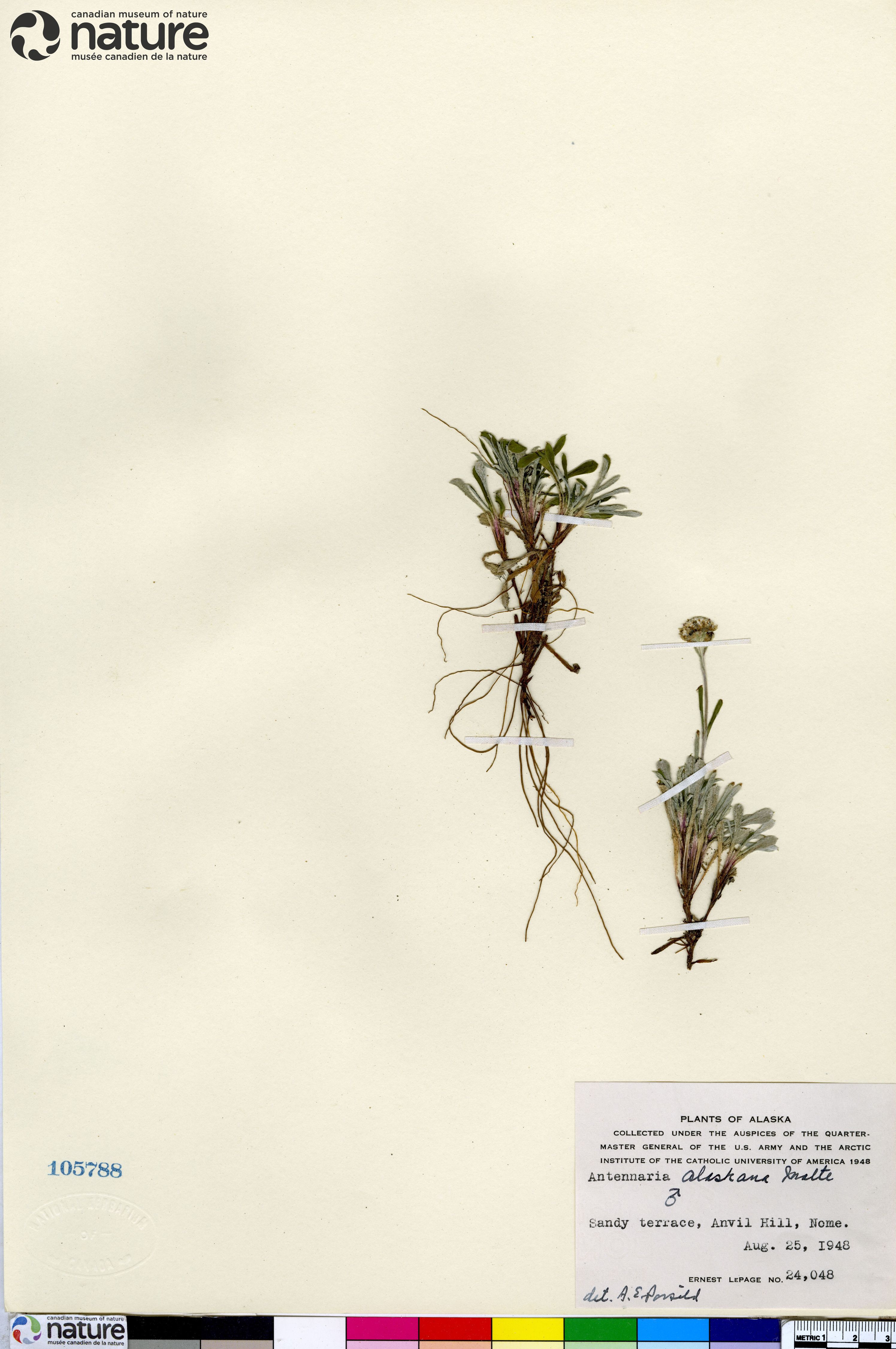 Antennaria friesiana subsp. alaskana image