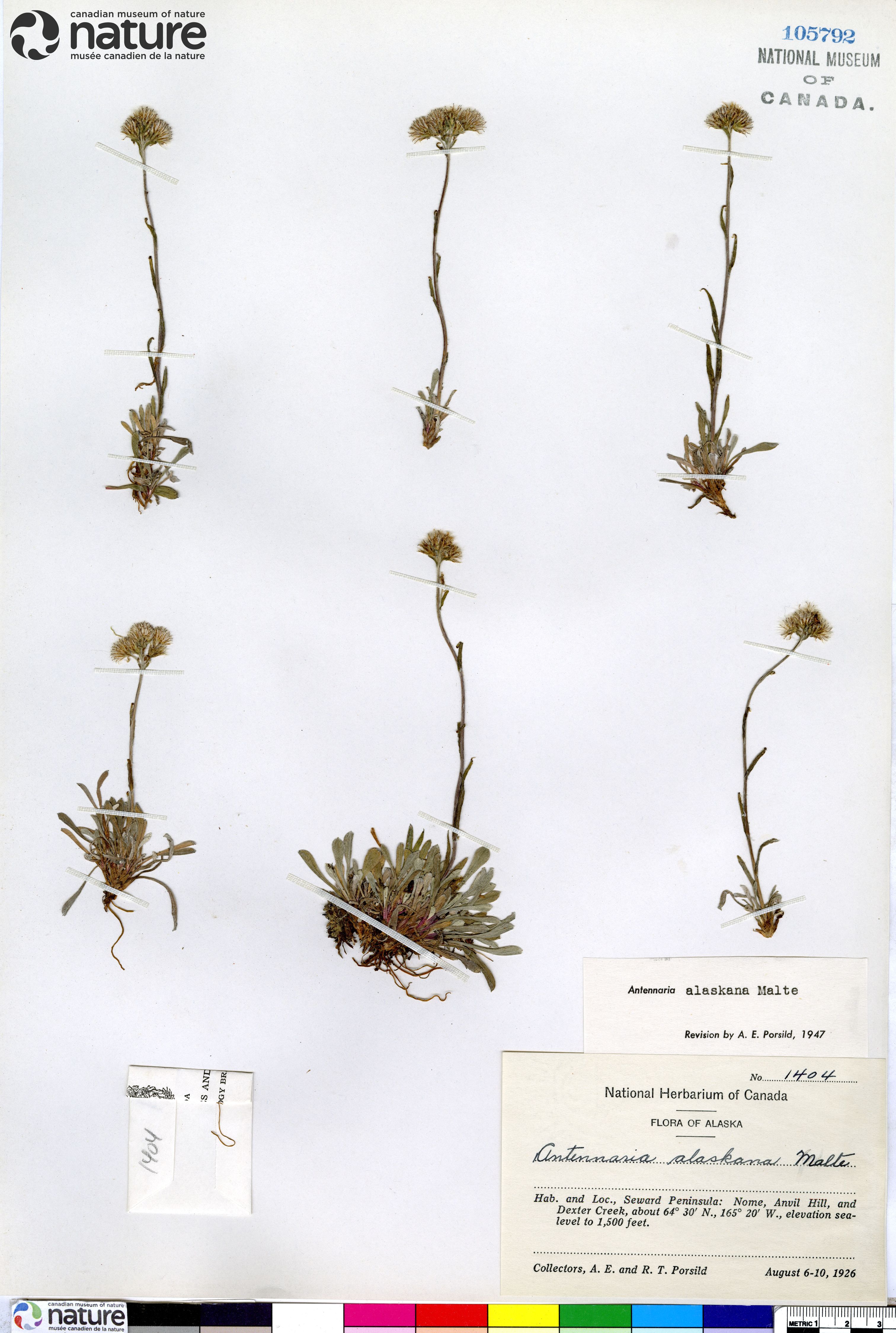 Antennaria friesiana image