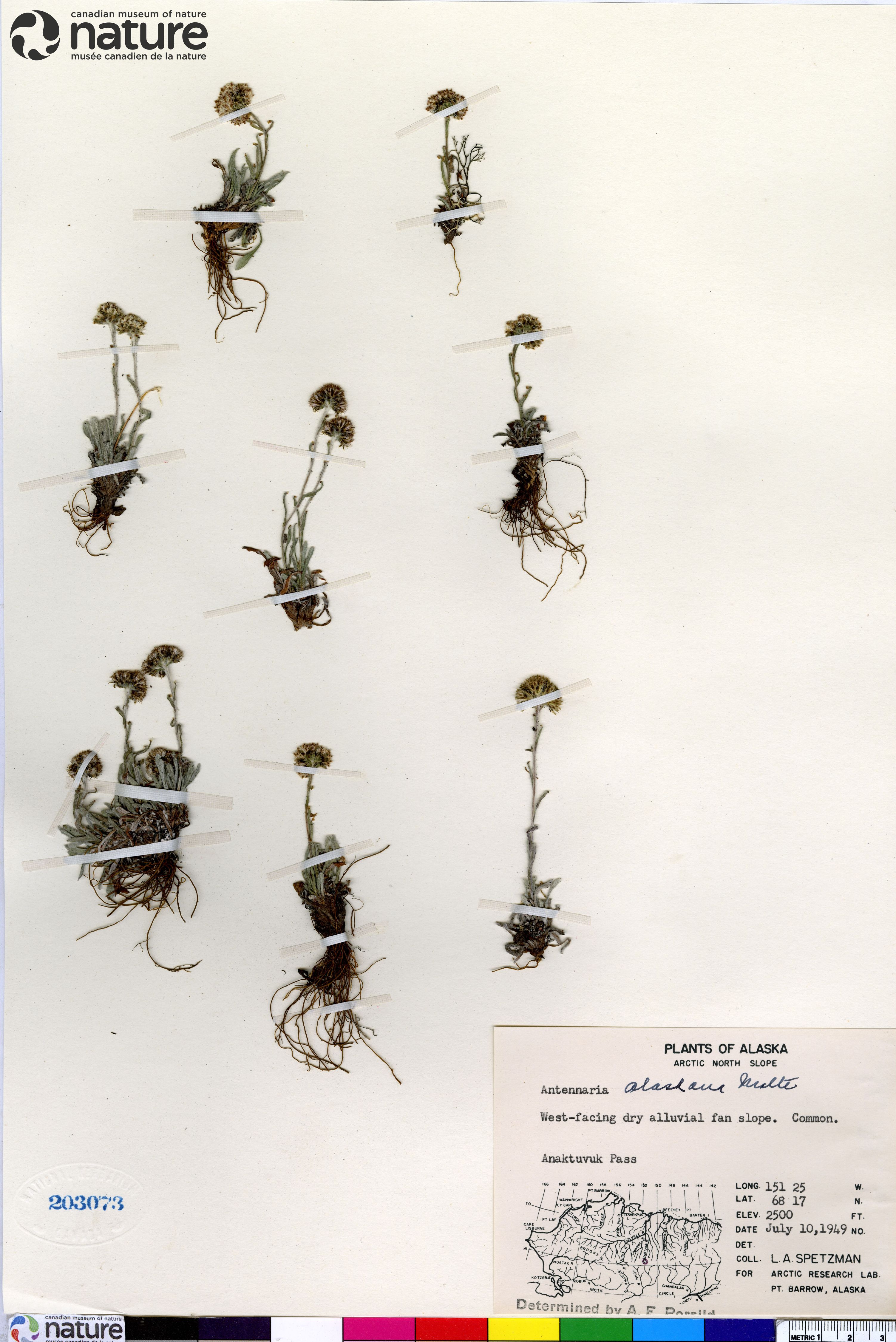 Antennaria friesiana subsp. alaskana image