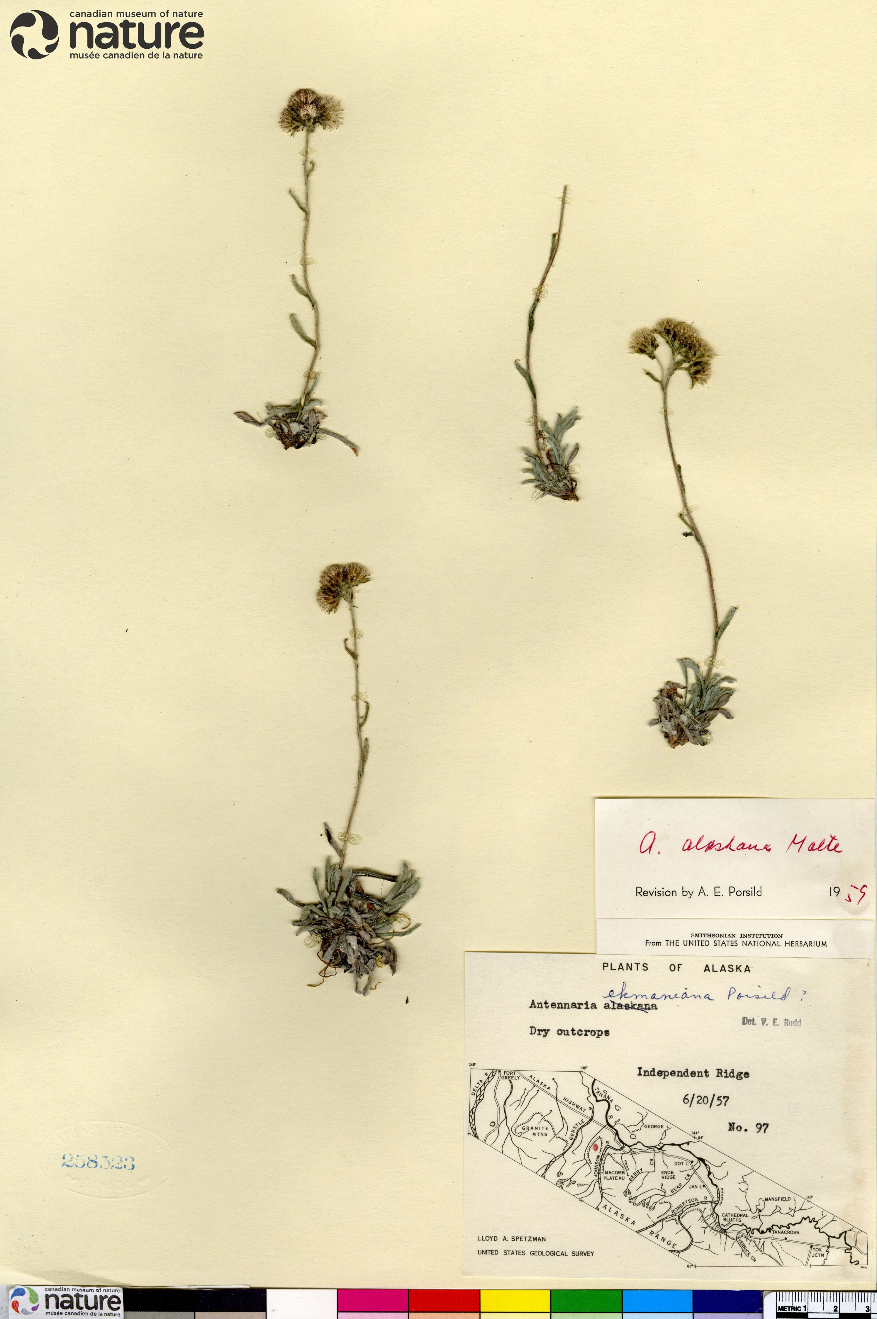 Antennaria friesiana subsp. alaskana image