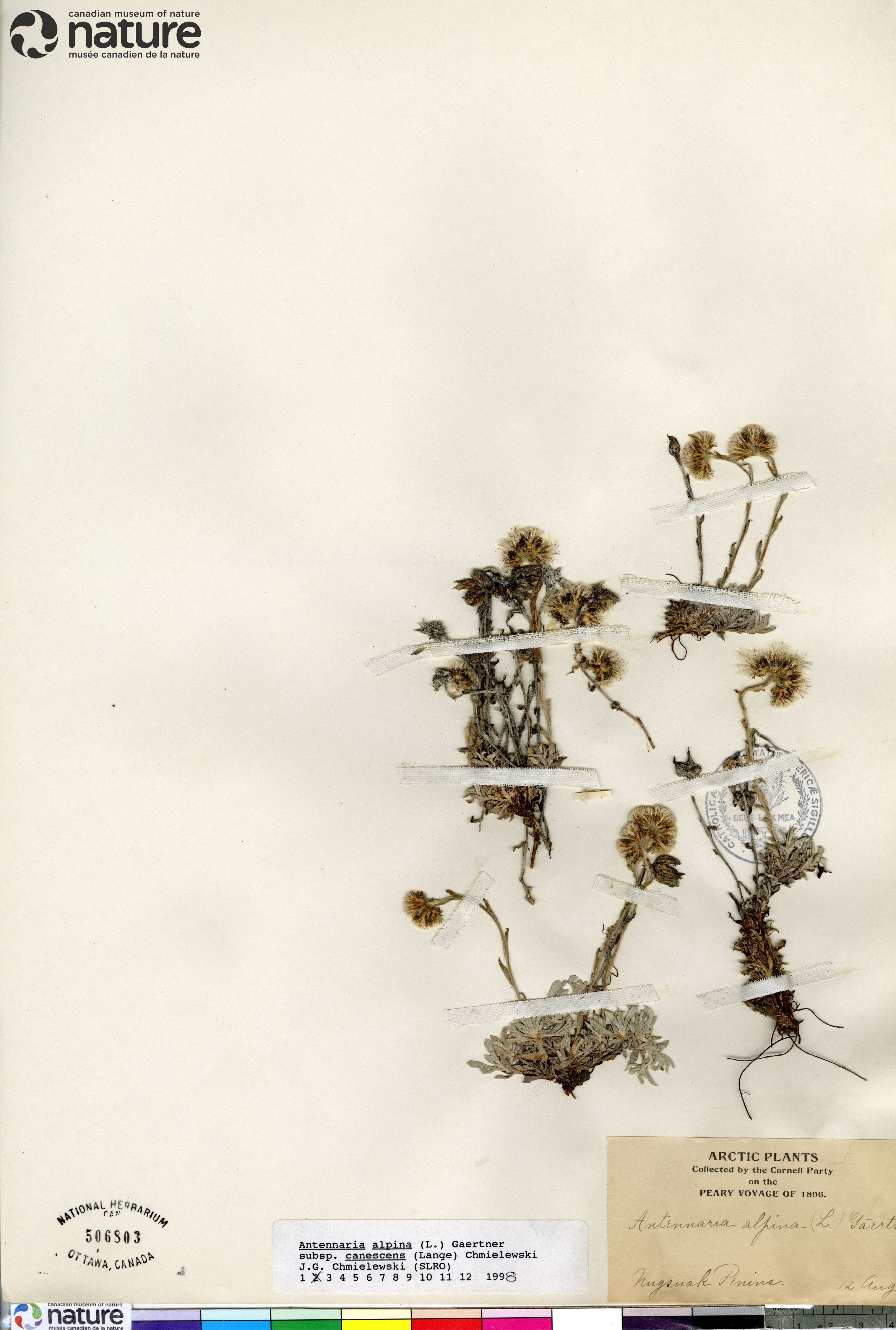 Antennaria alpina image