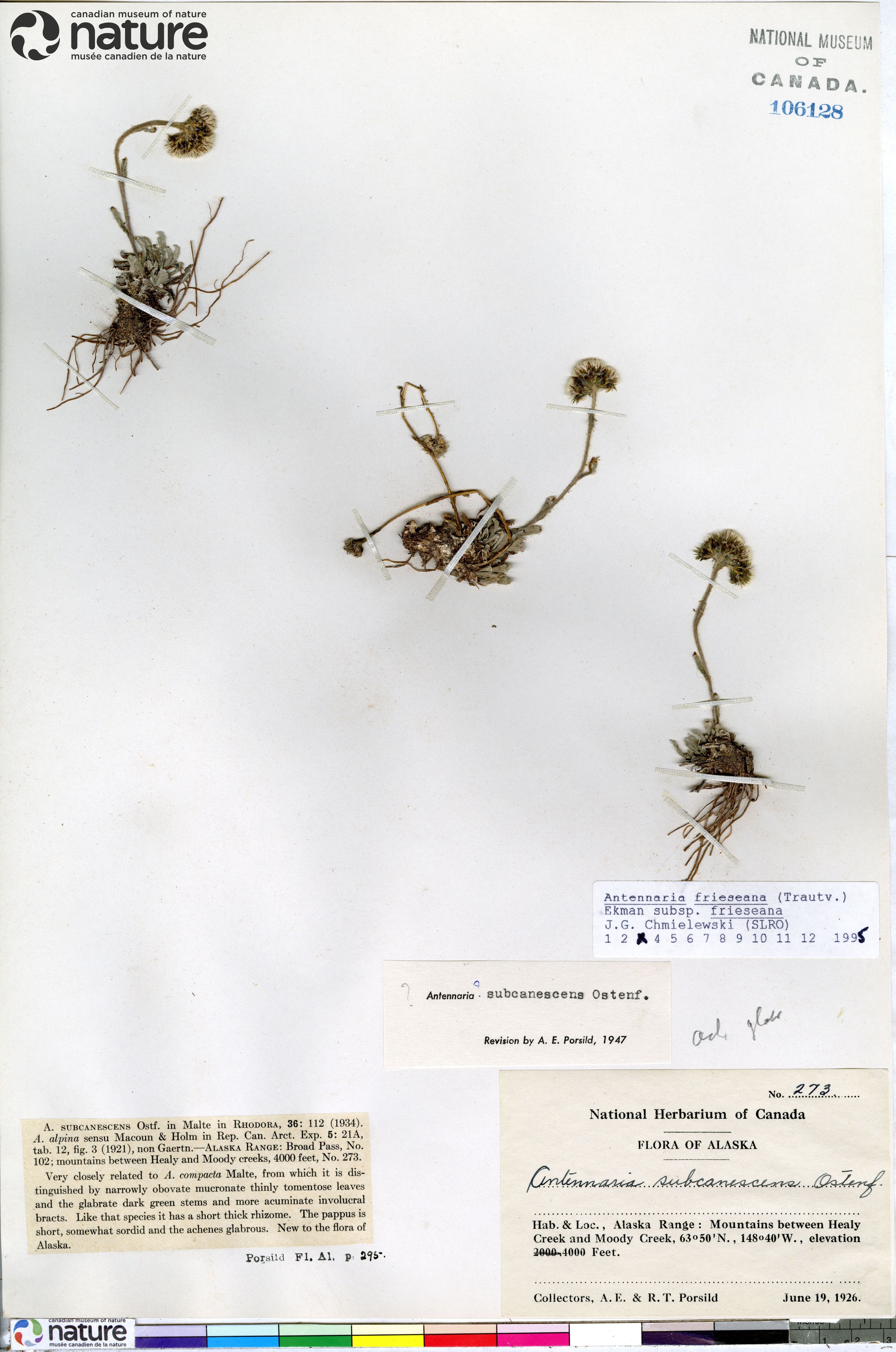 Antennaria friesiana subsp. friesiana image