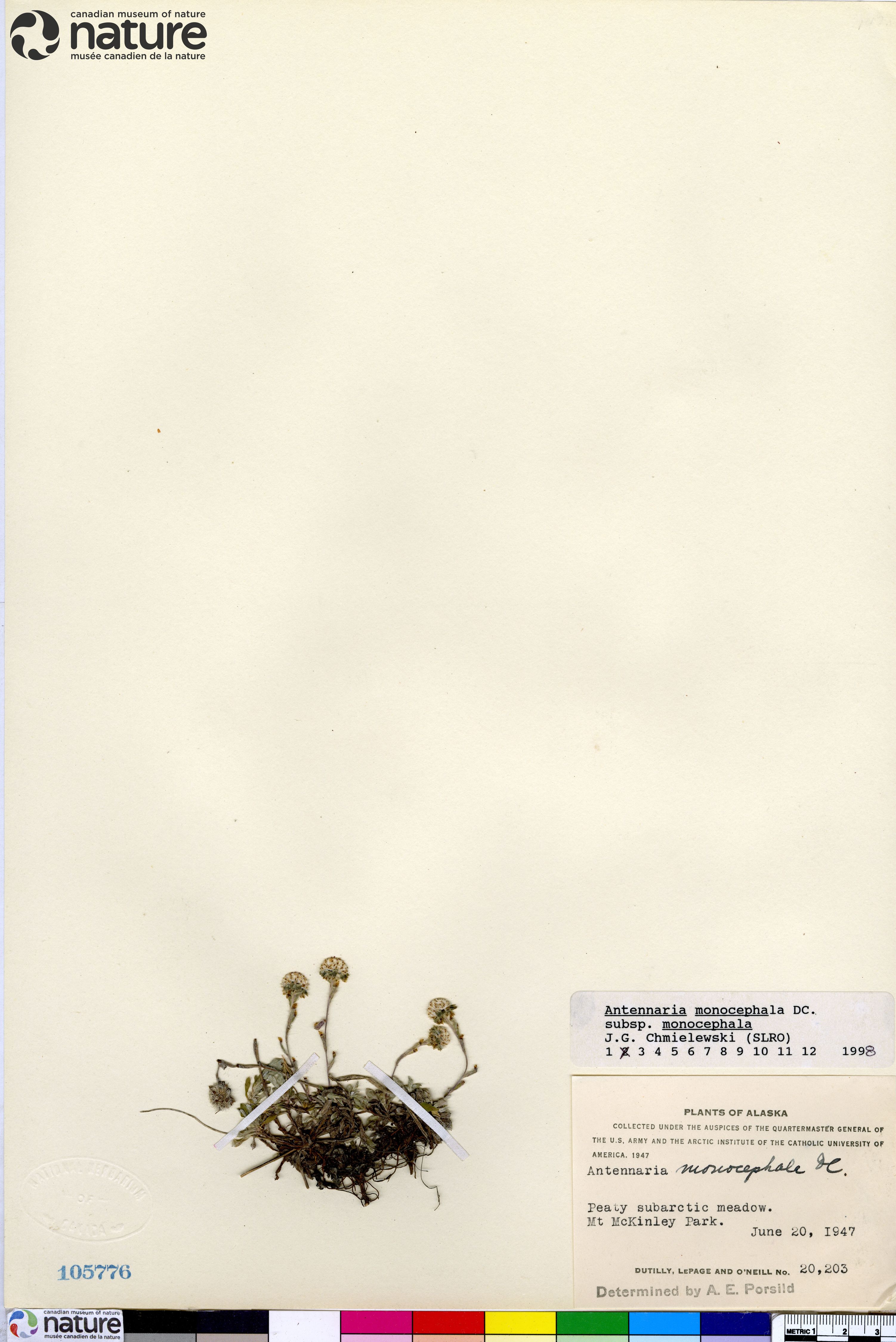 Antennaria monocephala image