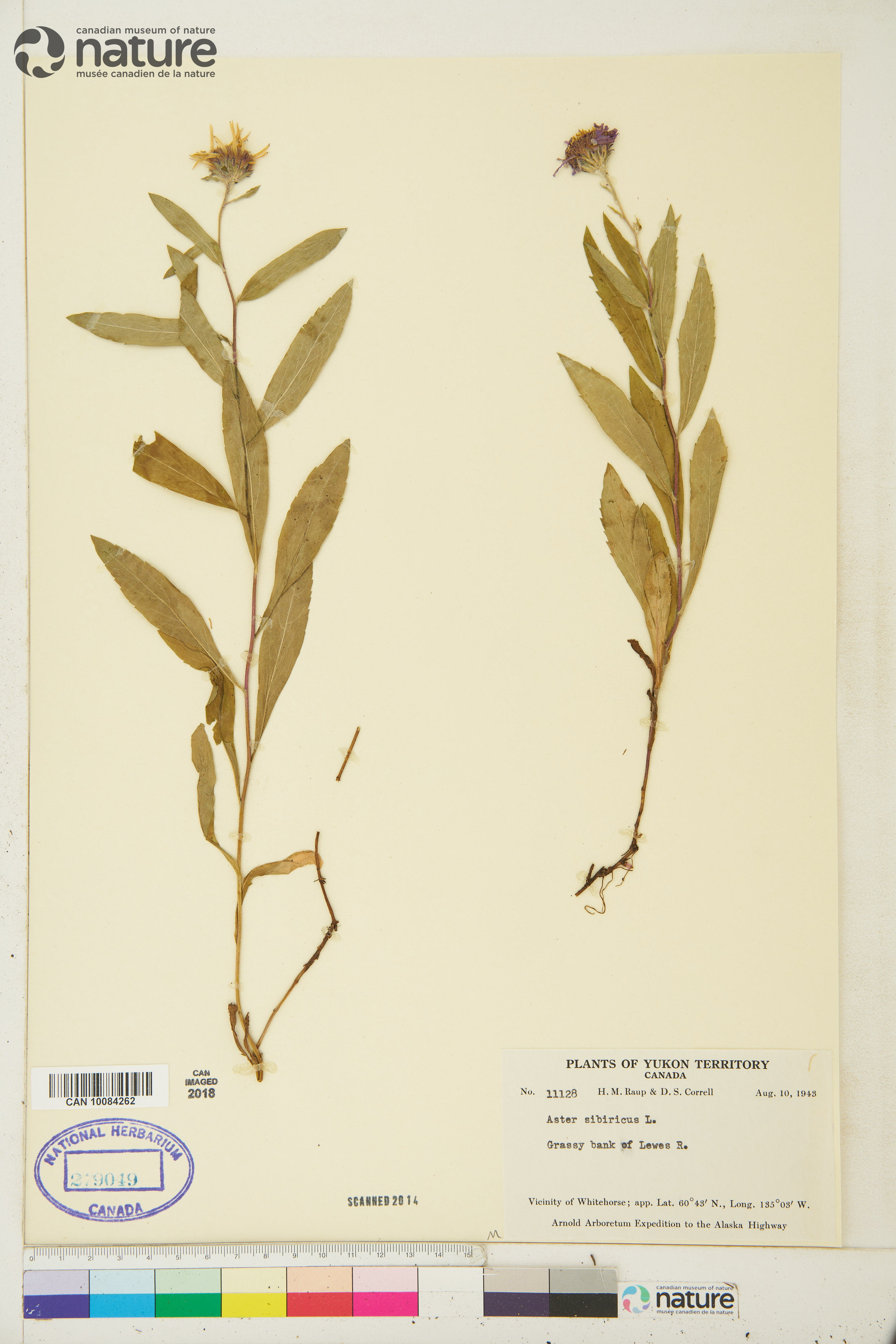 Eurybia sibirica image