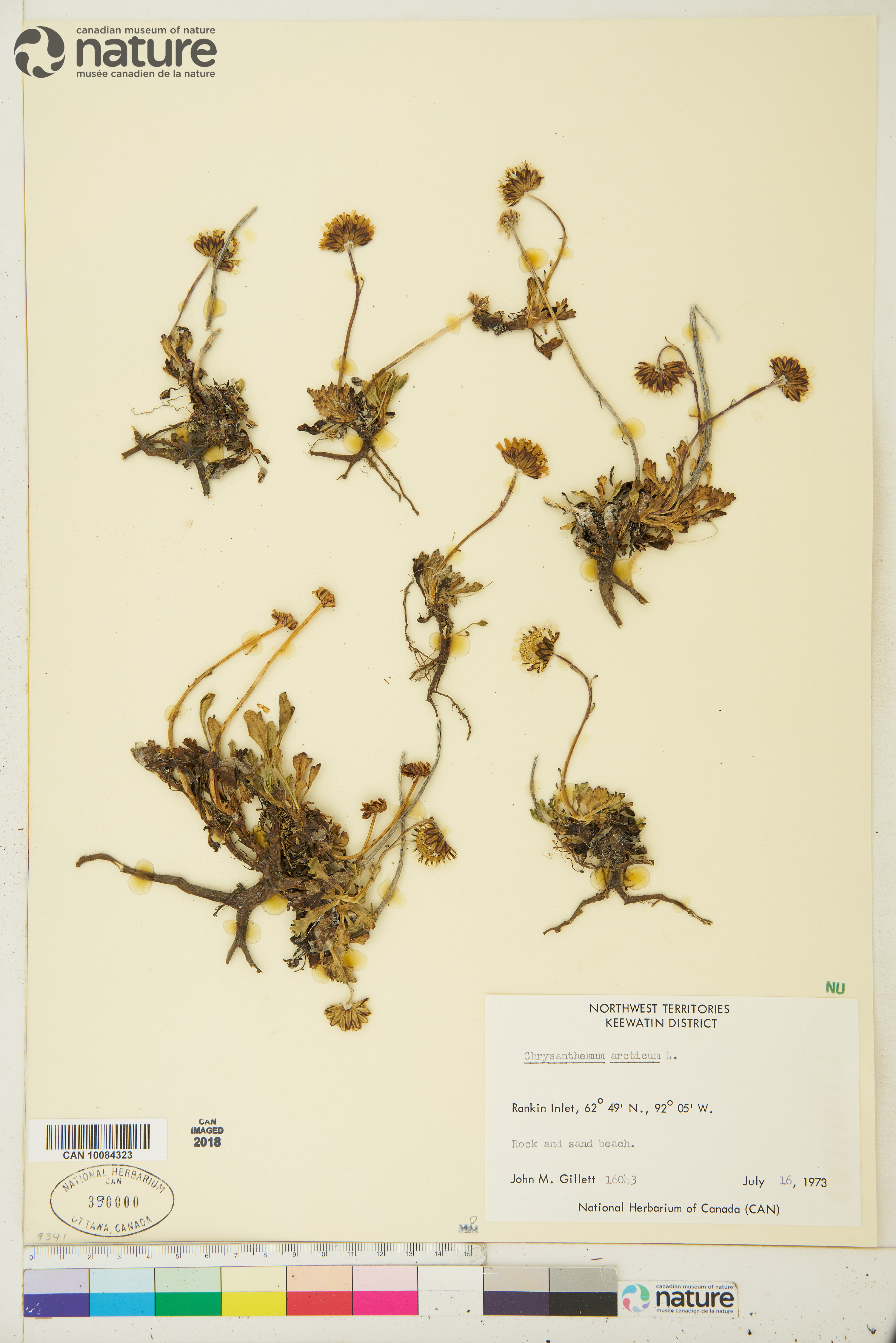 Arctanthemum arcticum subsp. arcticum image