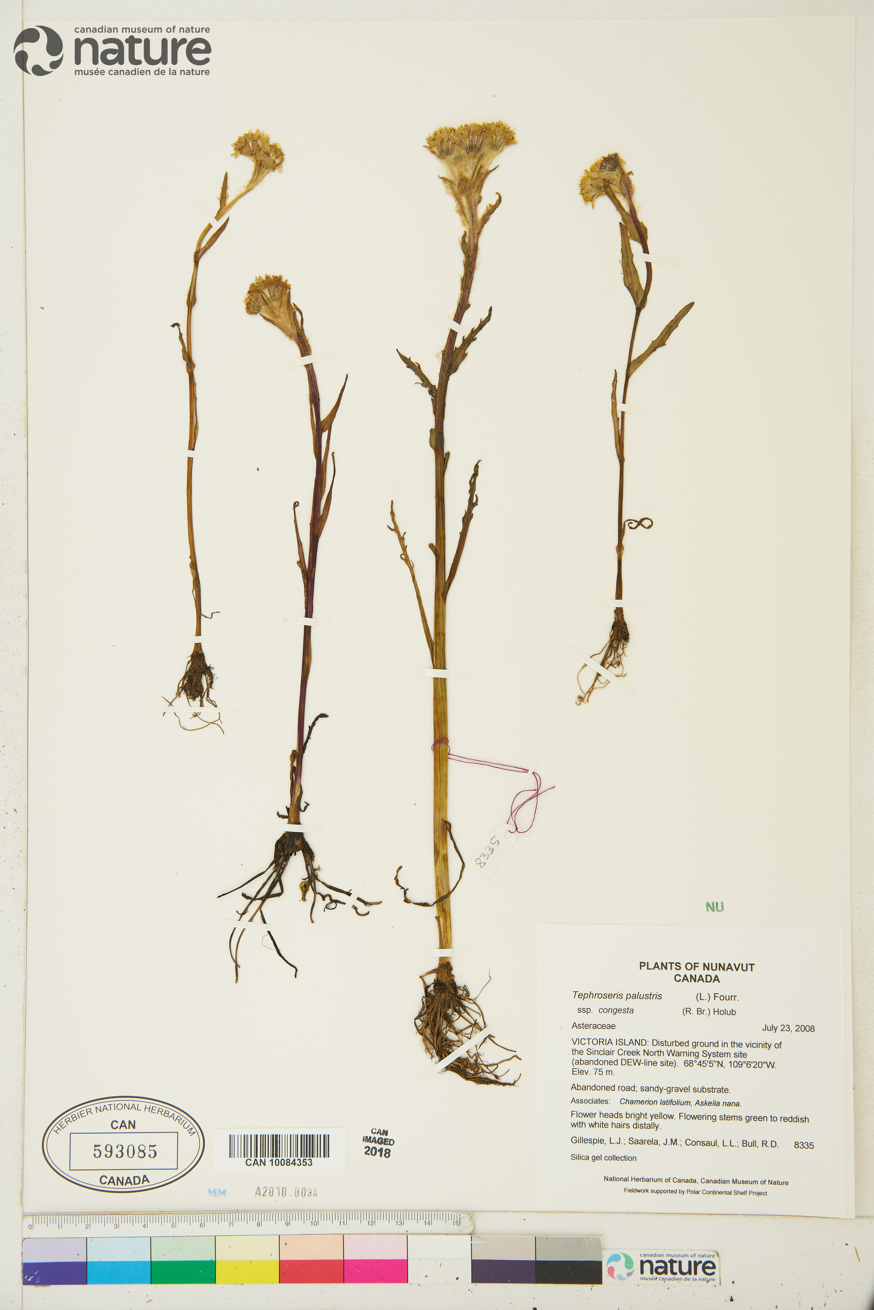 Tephroseris palustris image