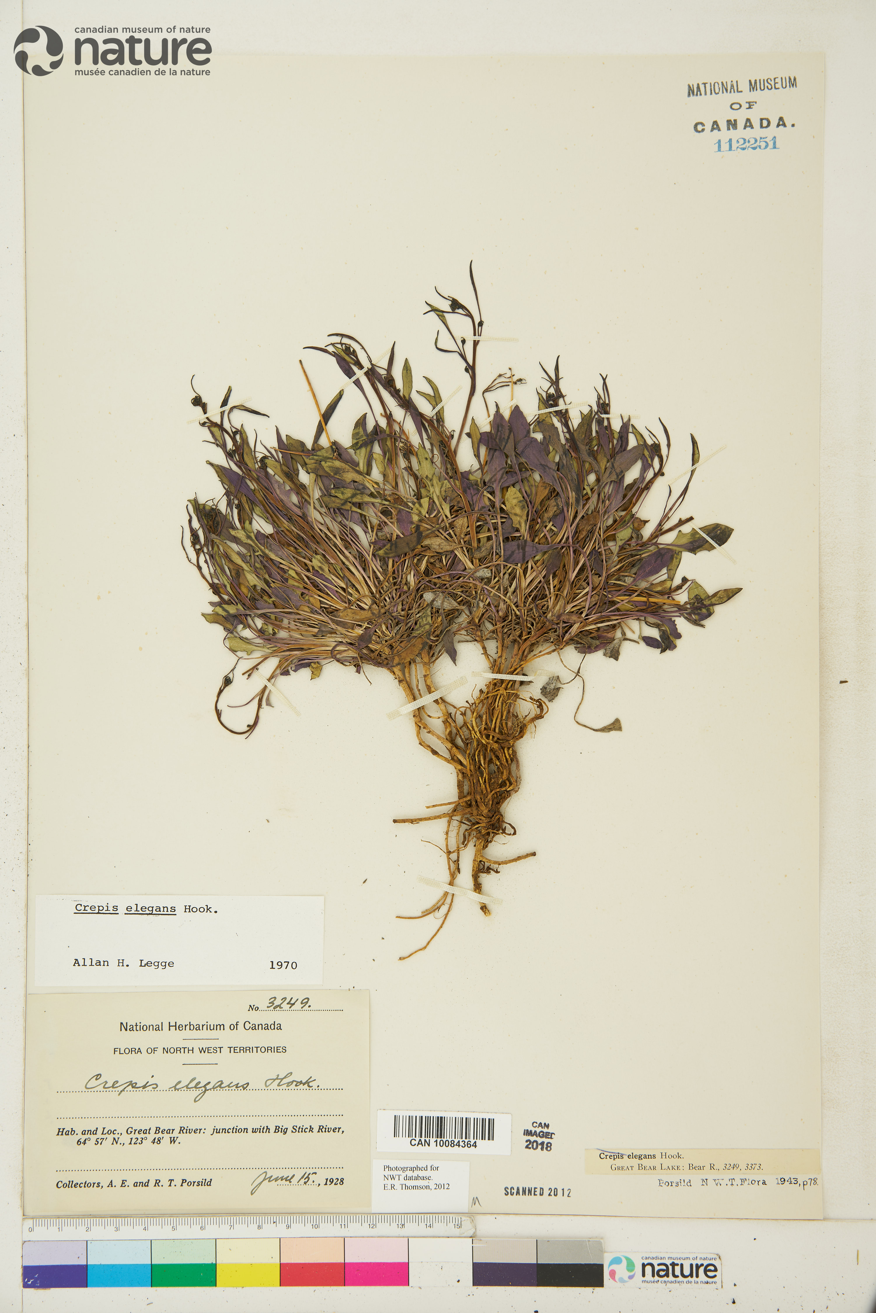 Askellia elegans image