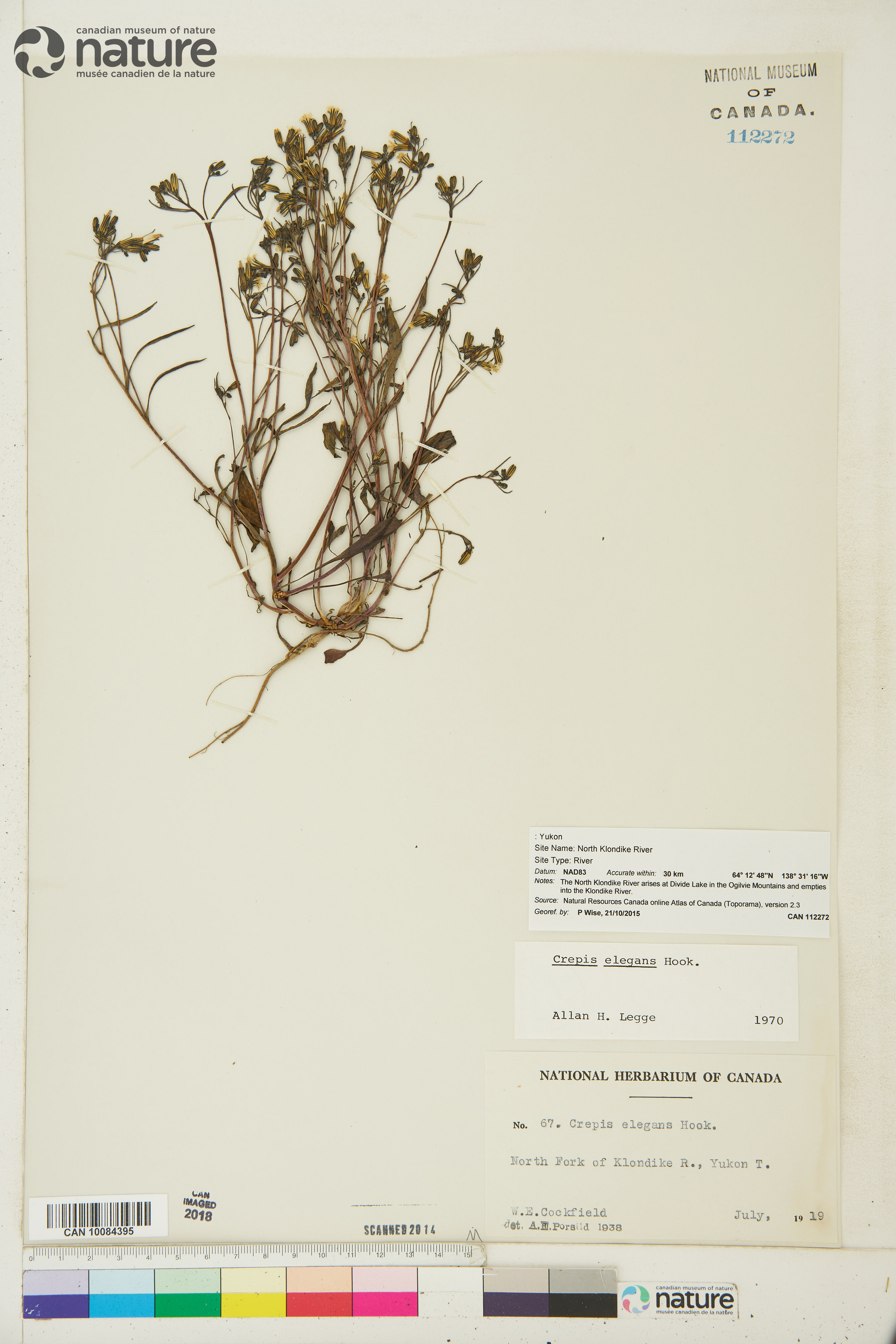 Askellia elegans image