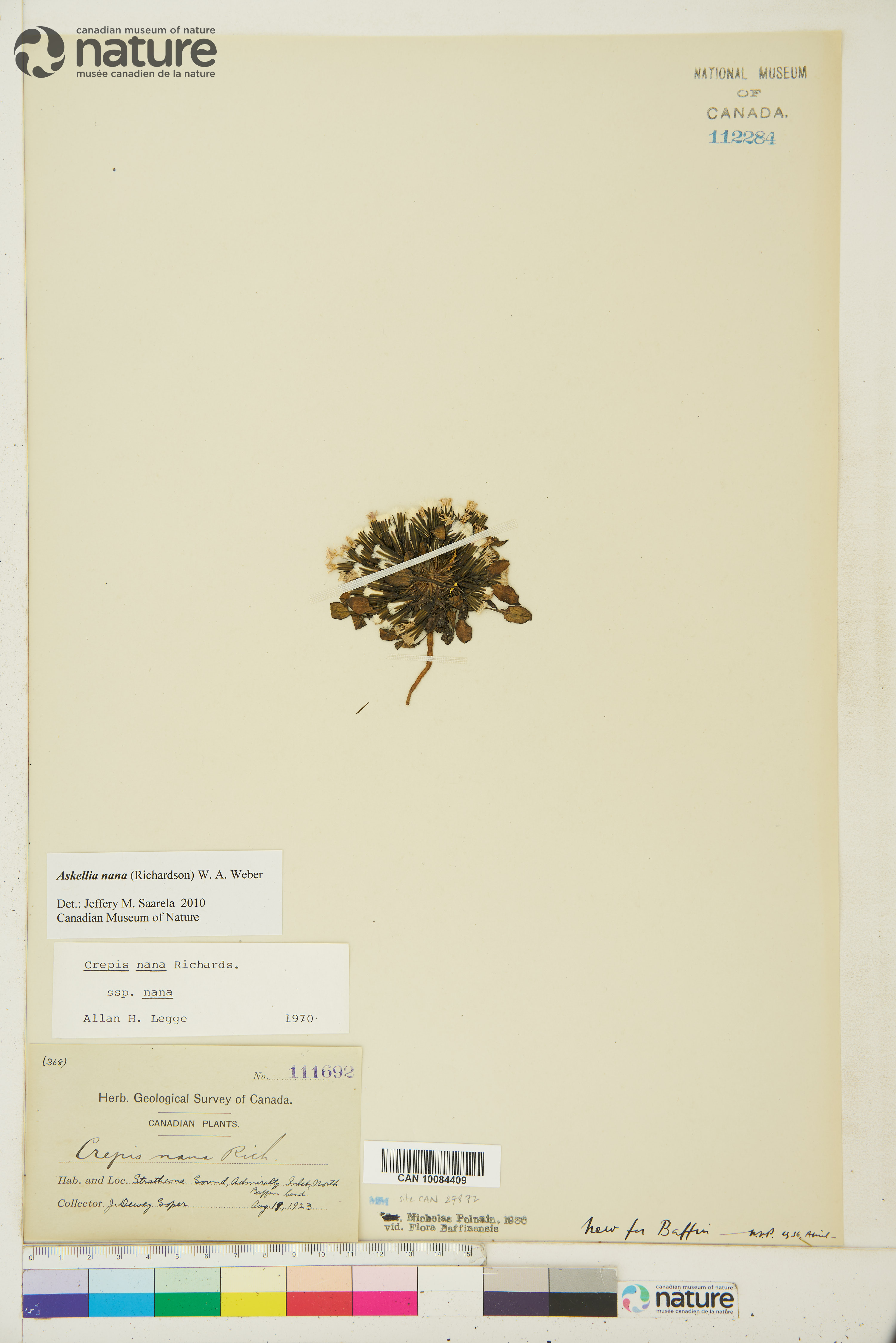 Askellia nana image