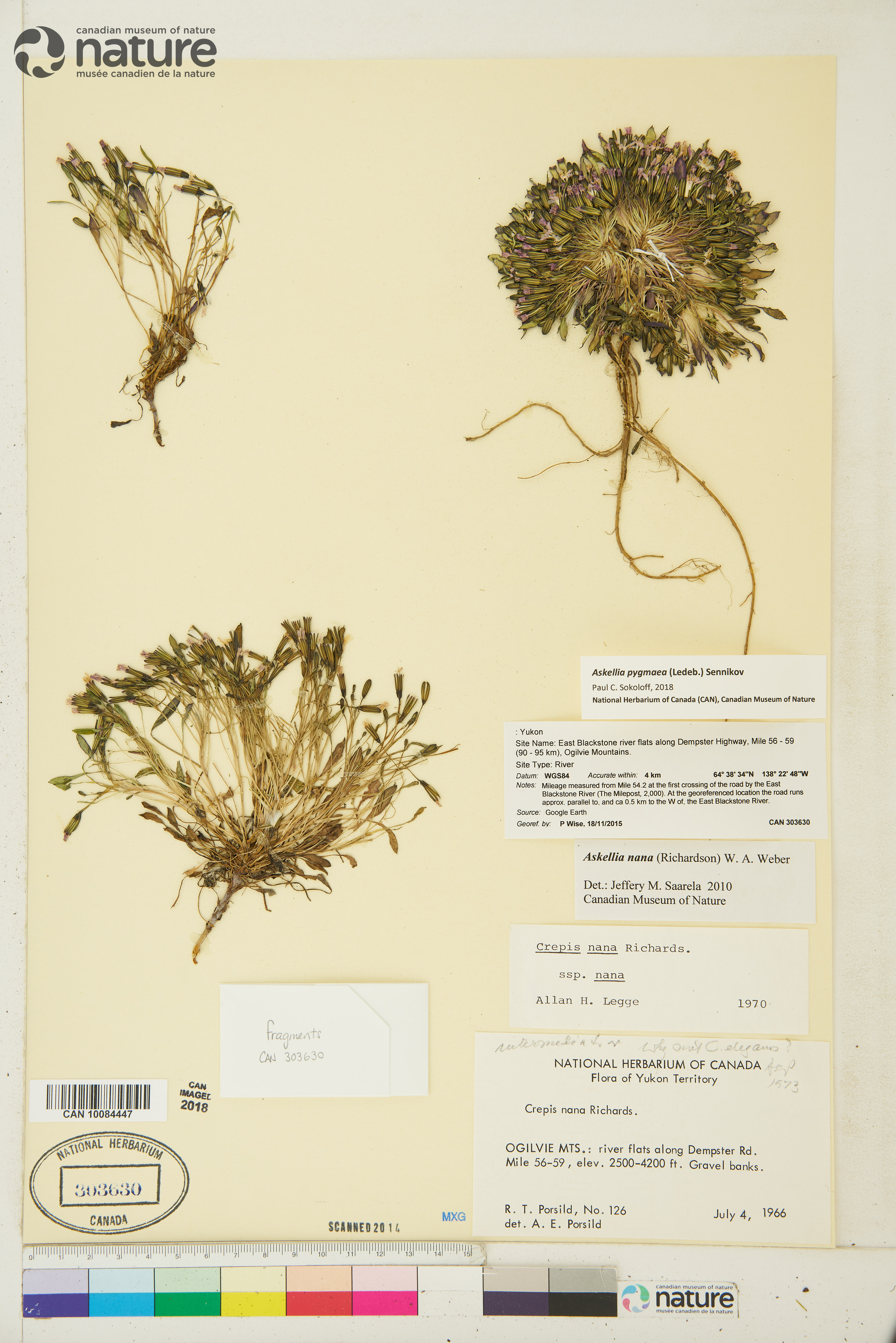 Askellia nana image