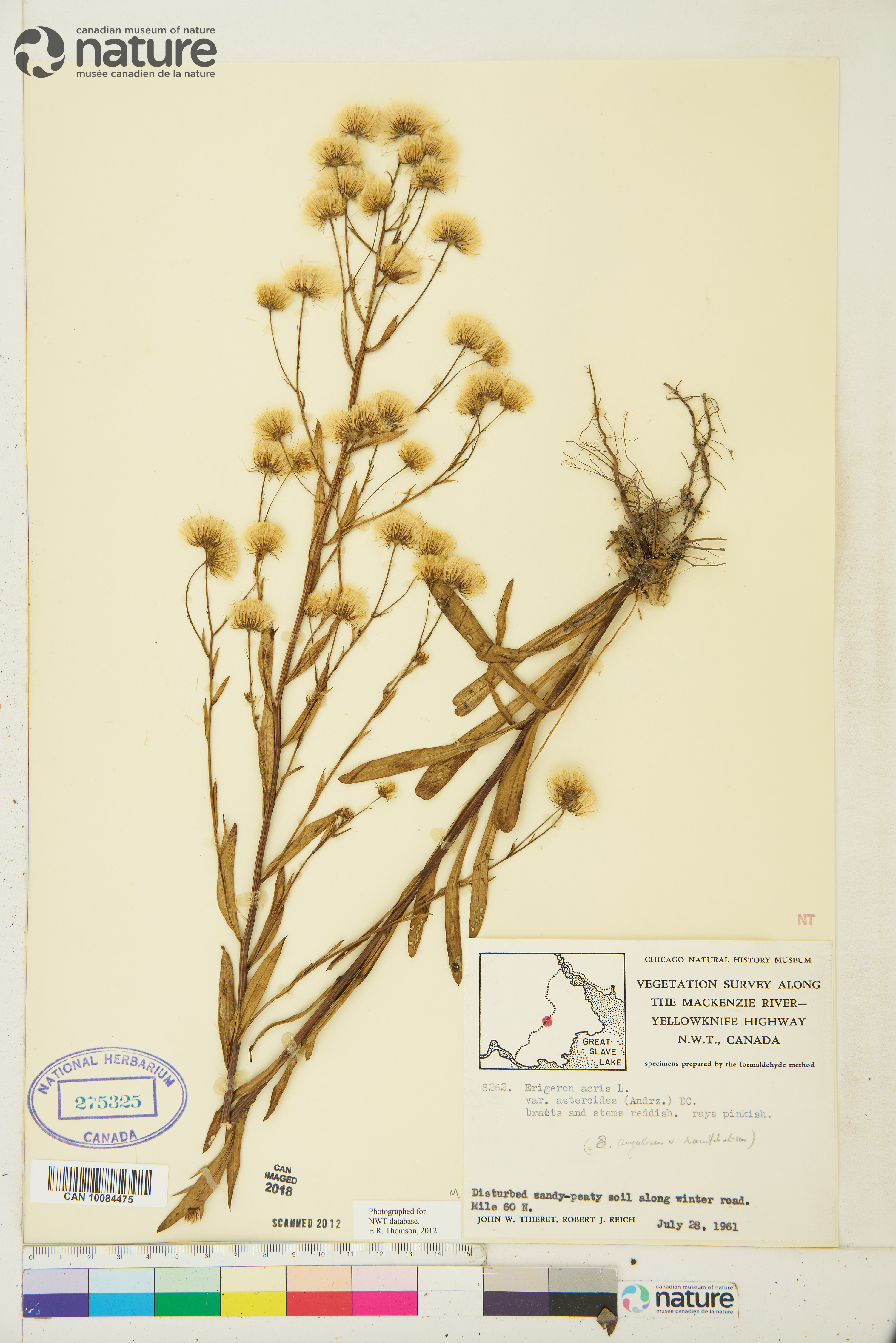 Erigeron acris subsp. politus image