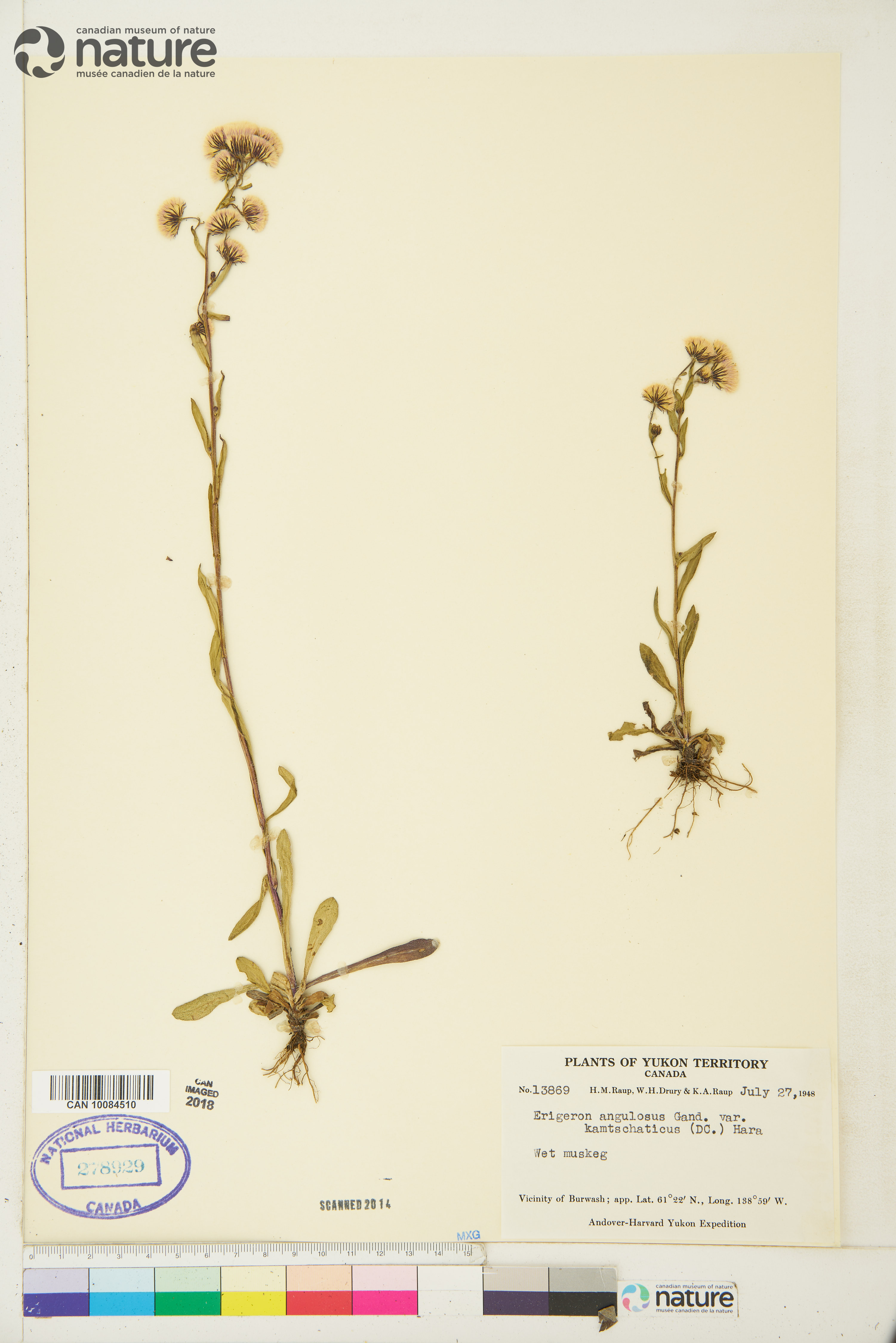 Erigeron acris image