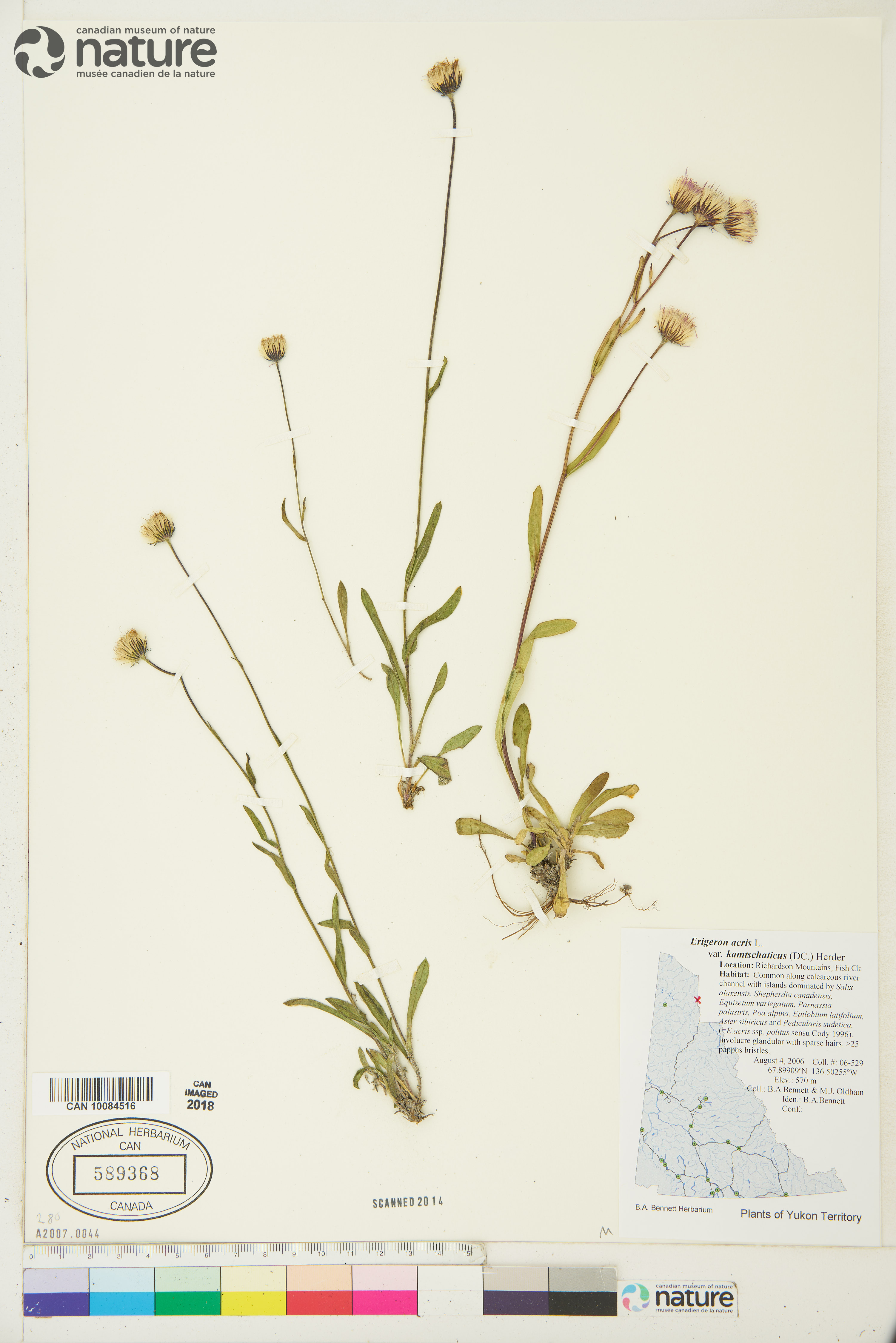 Erigeron acris image
